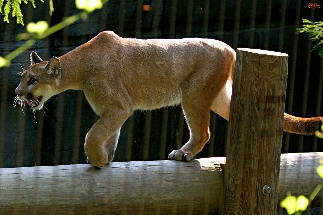 Zoo, Puma