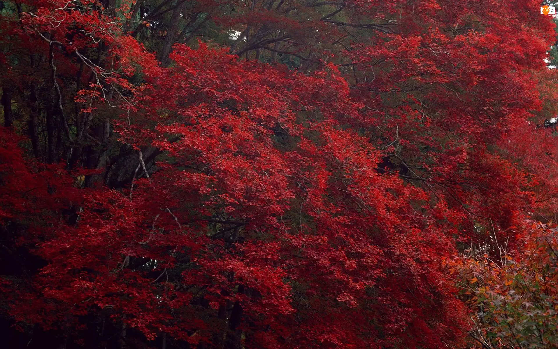 Liście, Drzewa, Czerwone
