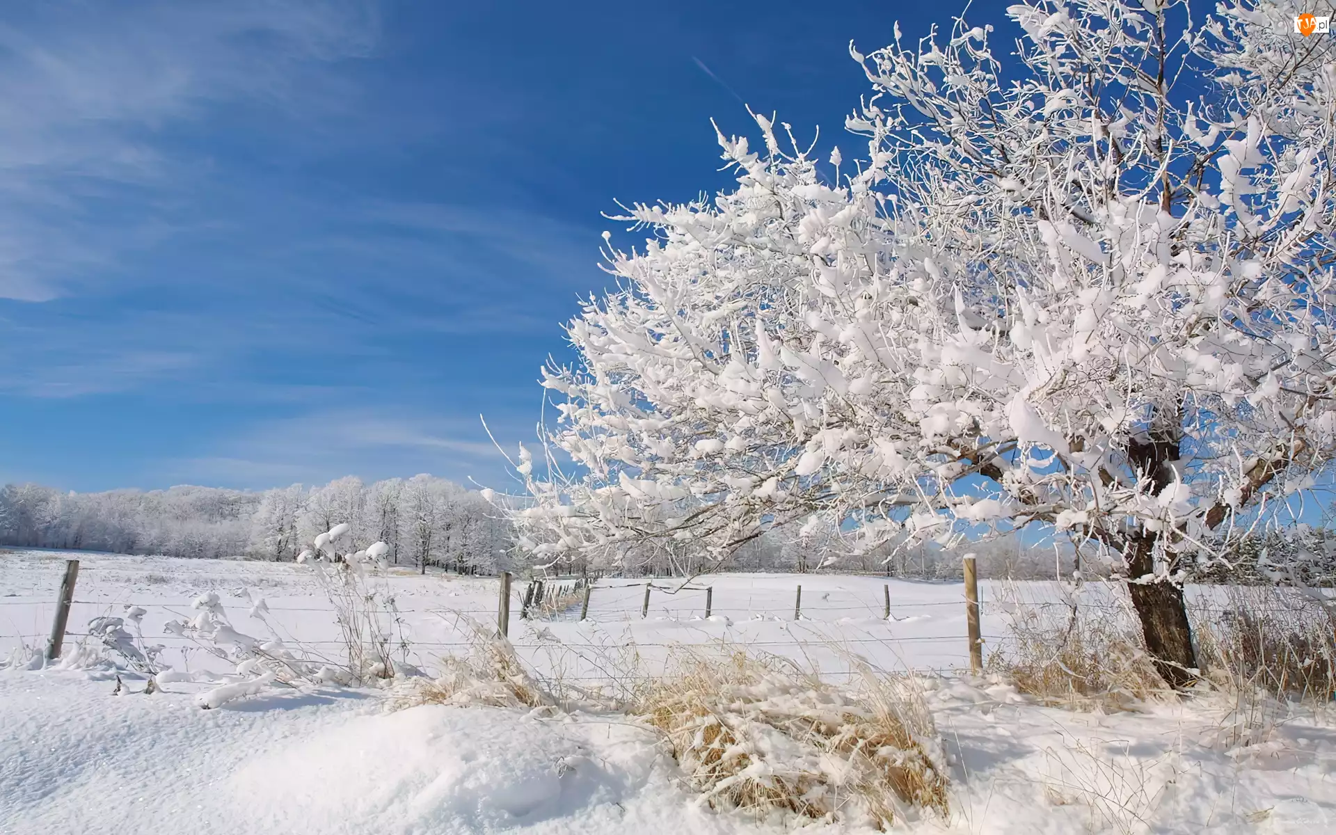 Drzewa, Śniegiem, Krzewy, Pokryte