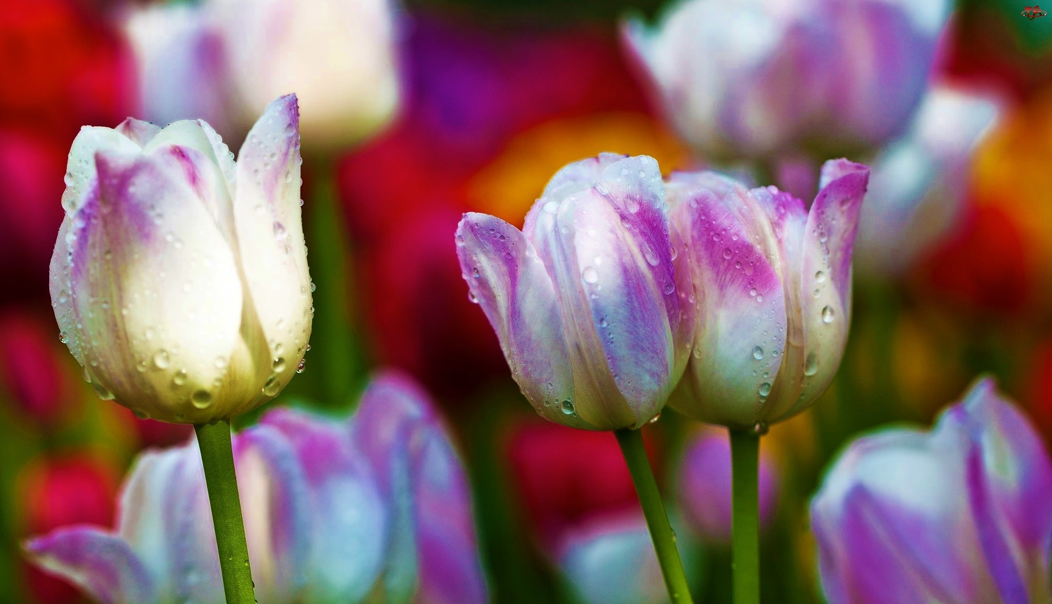 Krople, Kolorowe, Tulipany