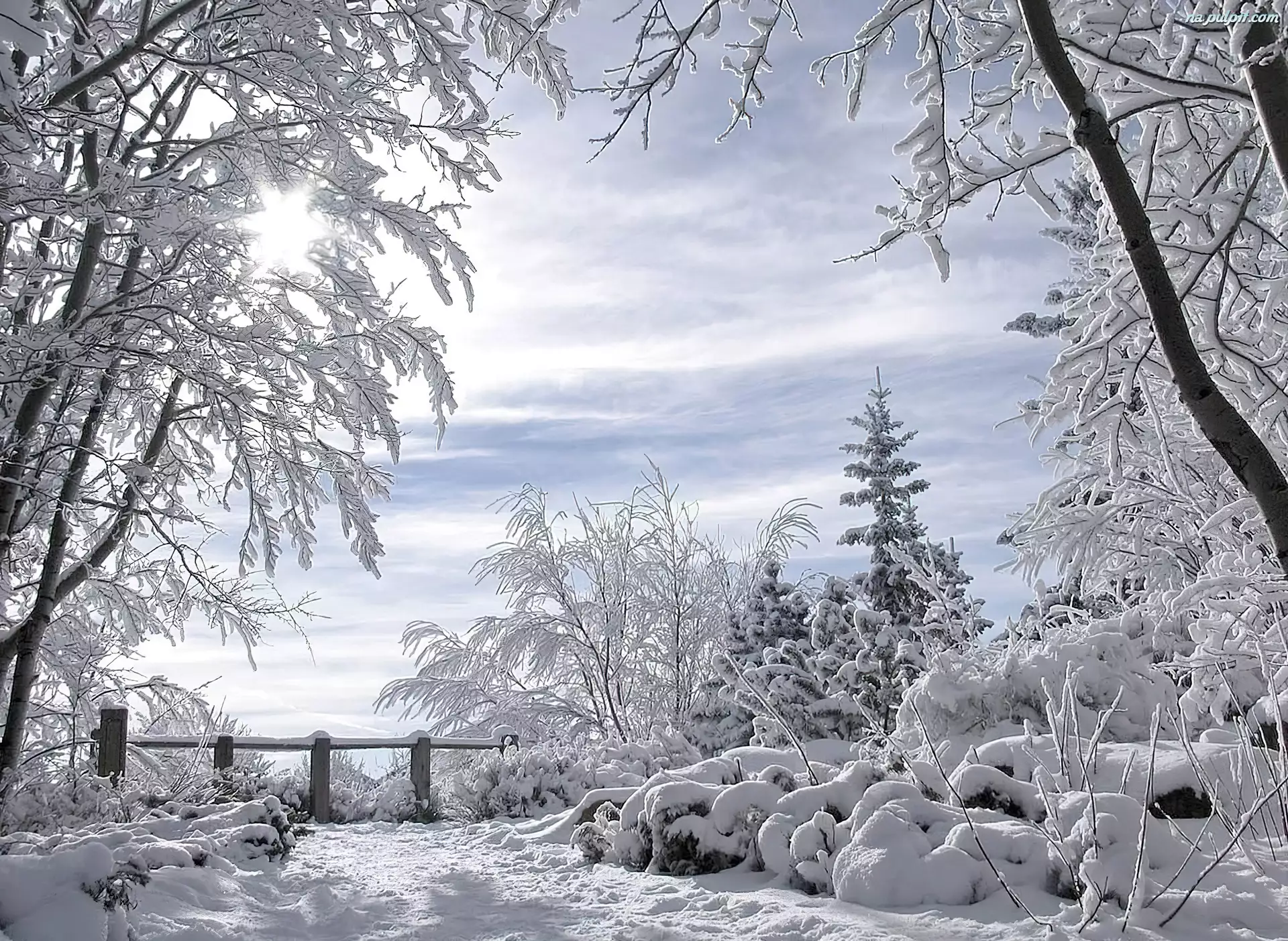 Śnieg, Drzewa, Krzewy, Płotek