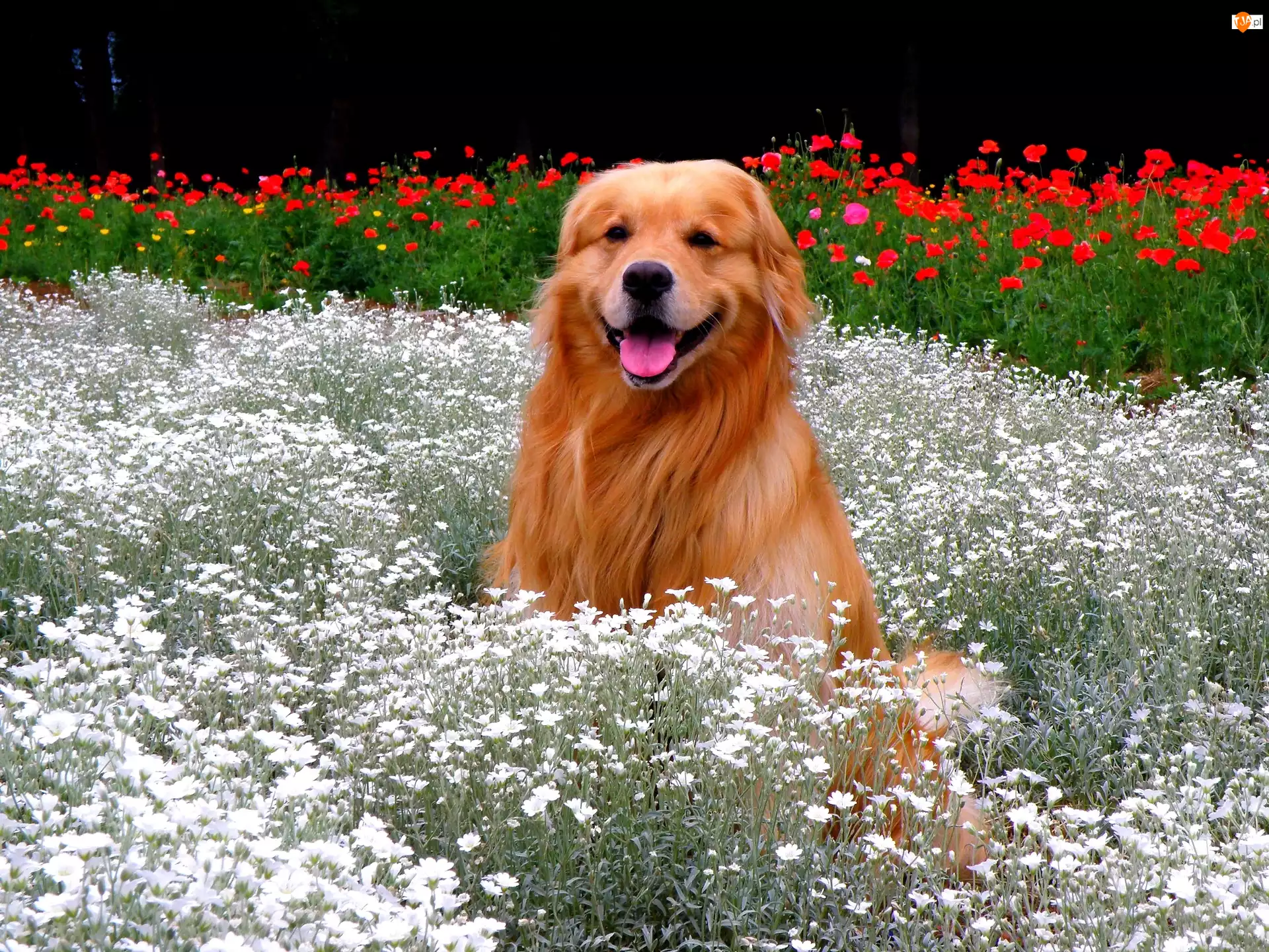 Pies, Kwiatki, Golden, Retriever