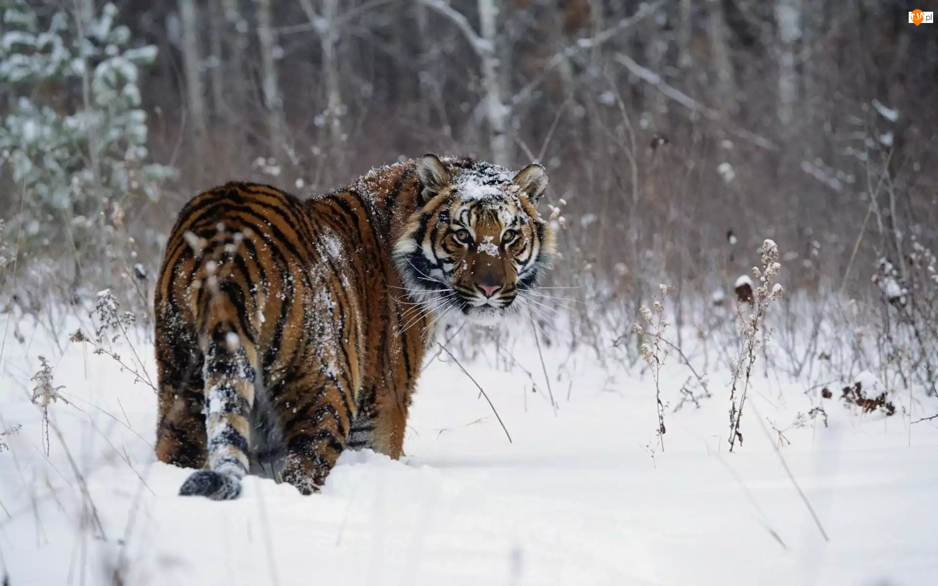 Spojrzenie, Zima, Tygrys