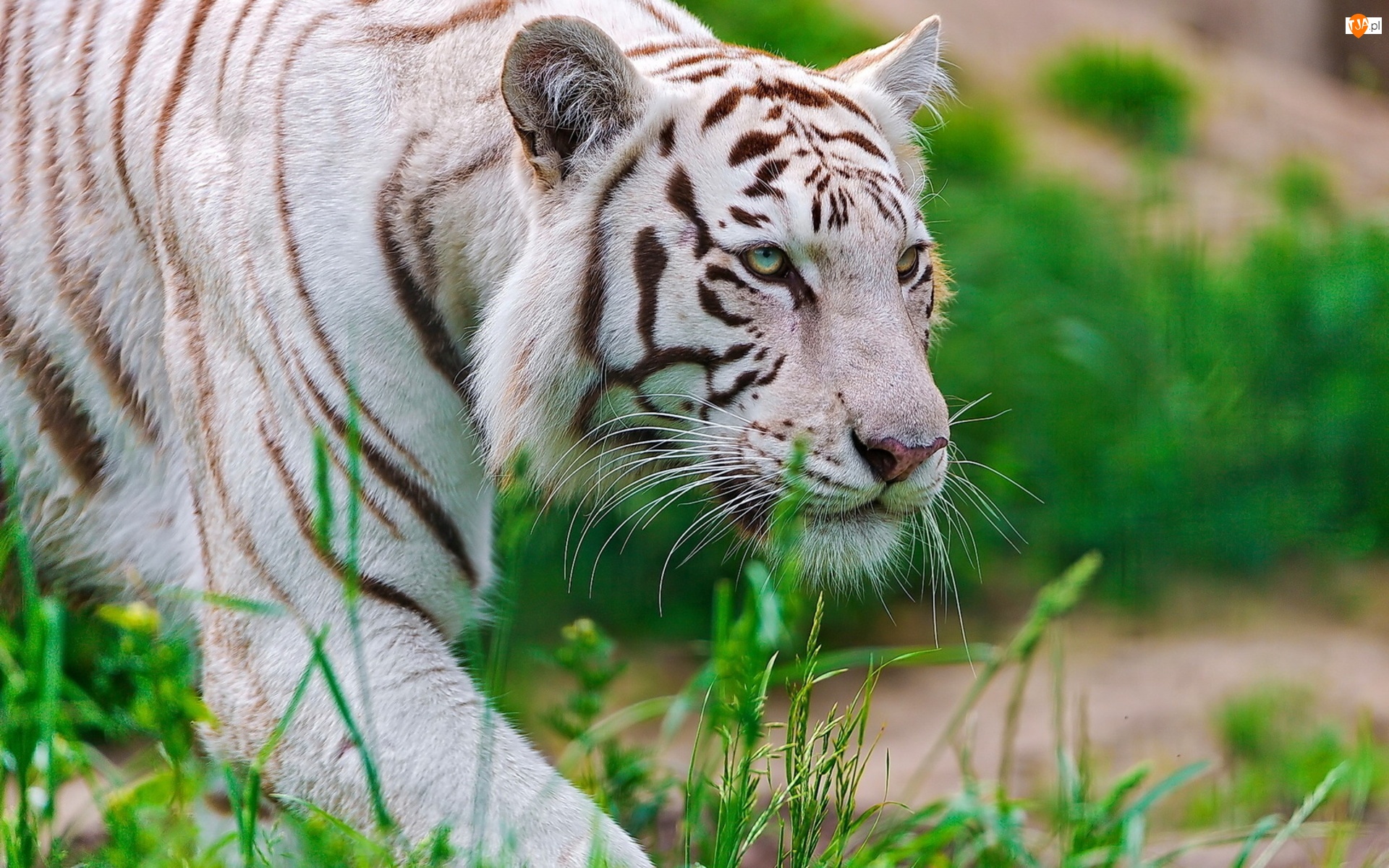 Trawy, Biały, Tygrys