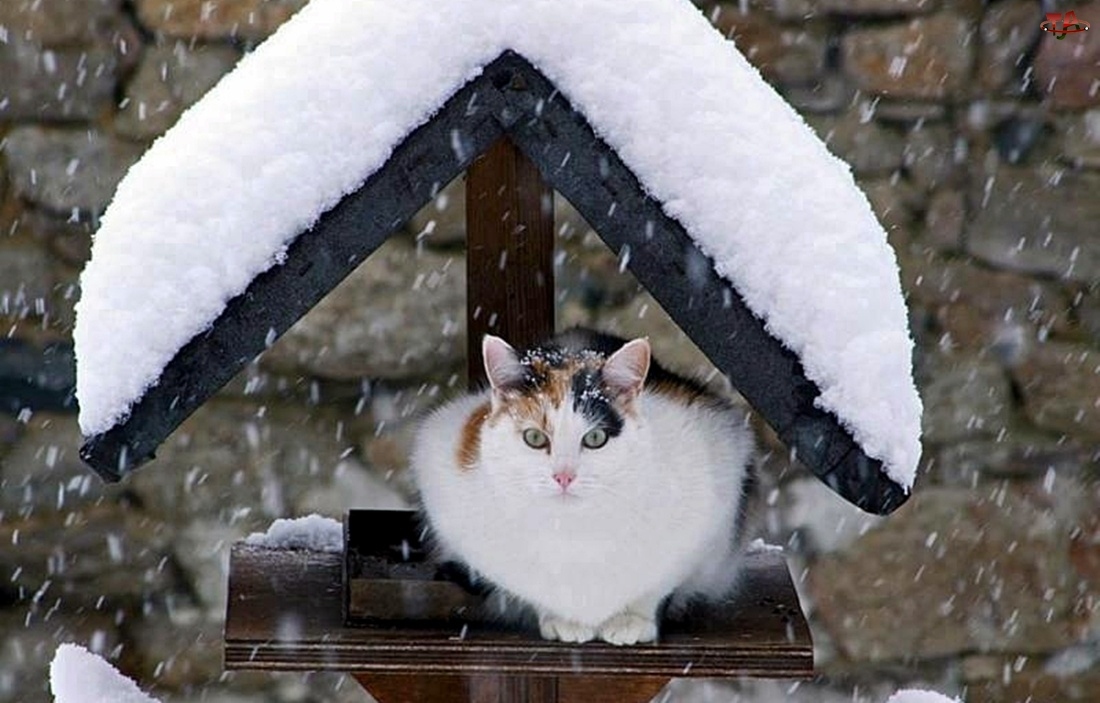 Śnieg, Kot, Zima, Daszek