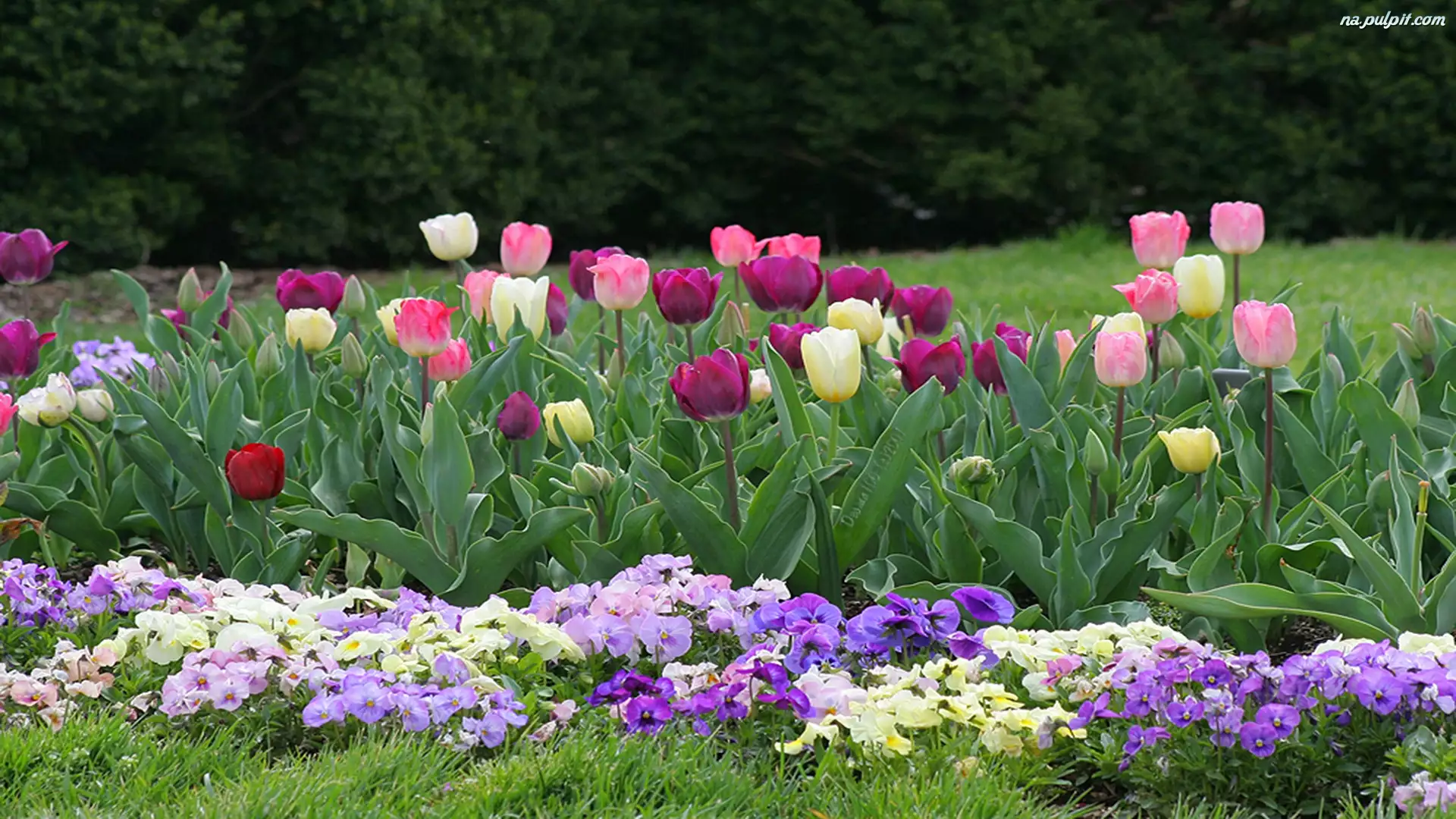 Tulipany, Ogród, Bratki