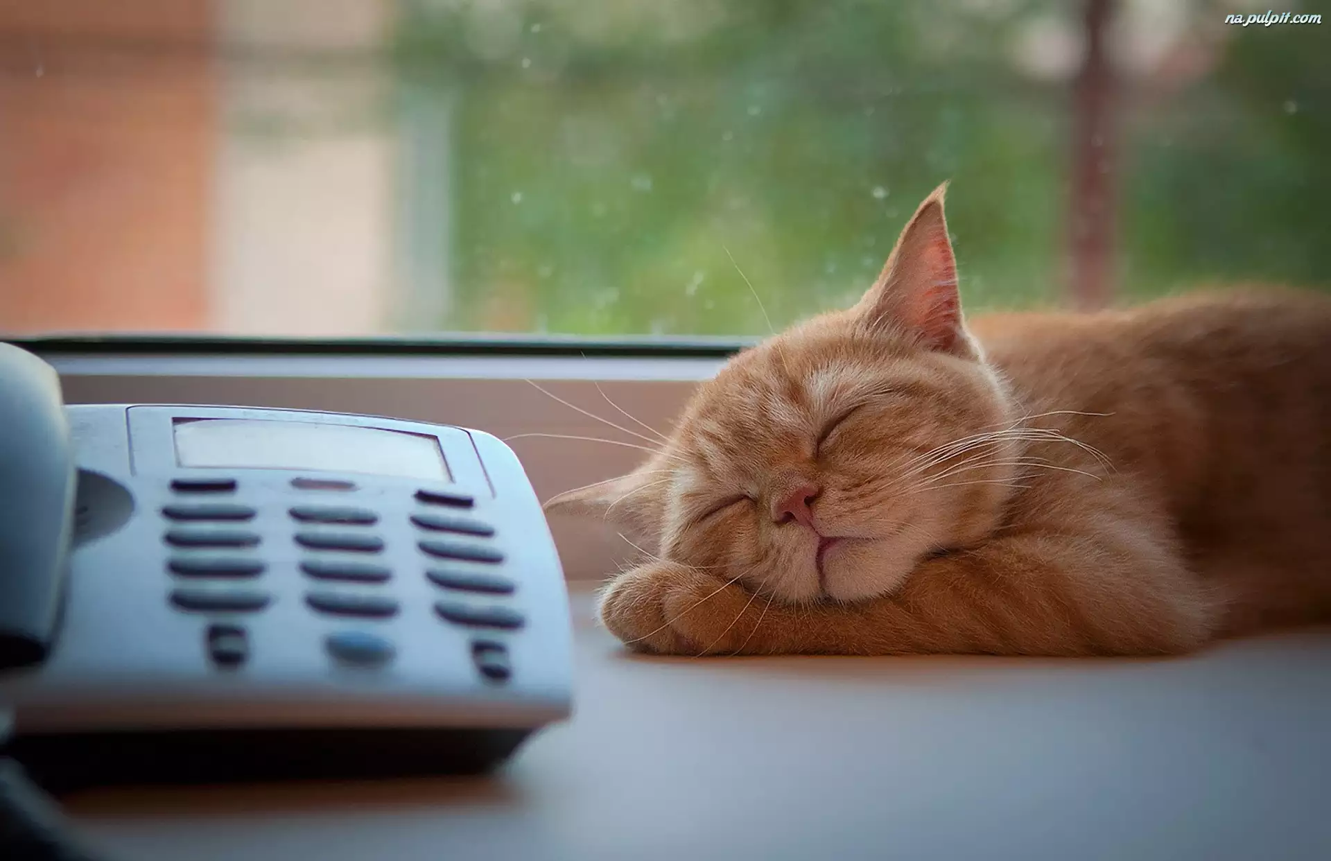 Śpiący, Telefon, Rudy, Kot