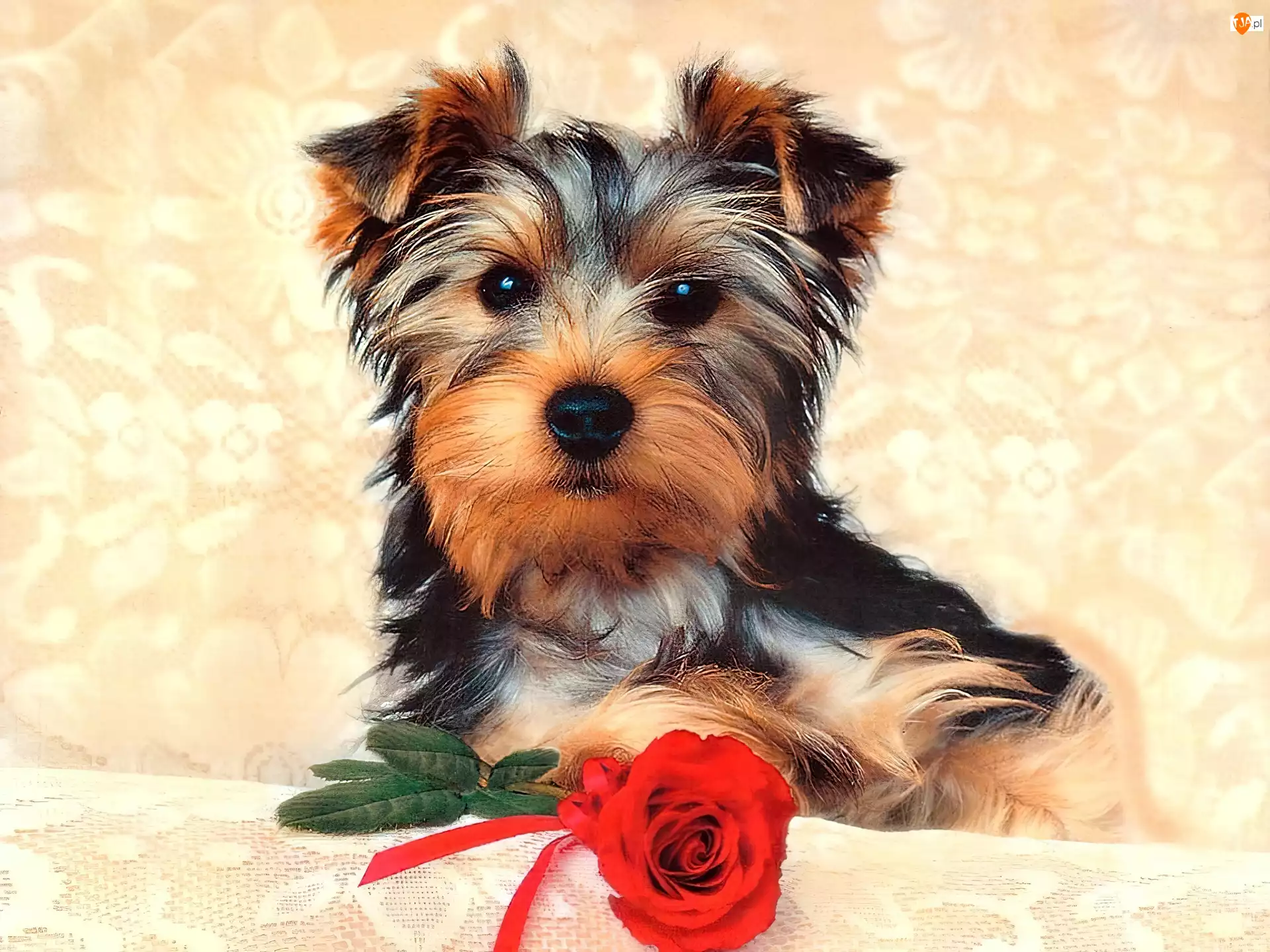 Róża, Pies, Yorkshire Terrier