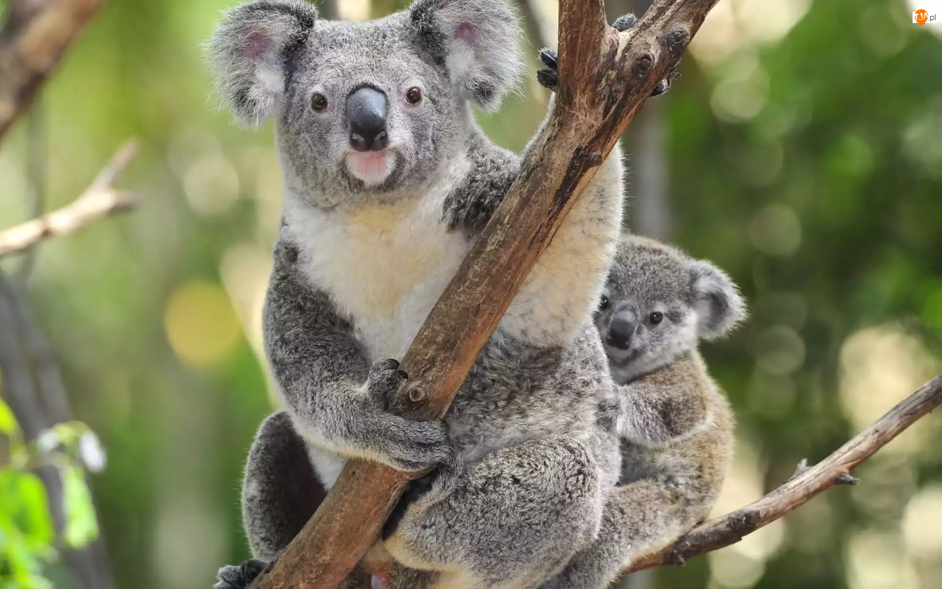 Miś, Drzewo, Koala, Małe