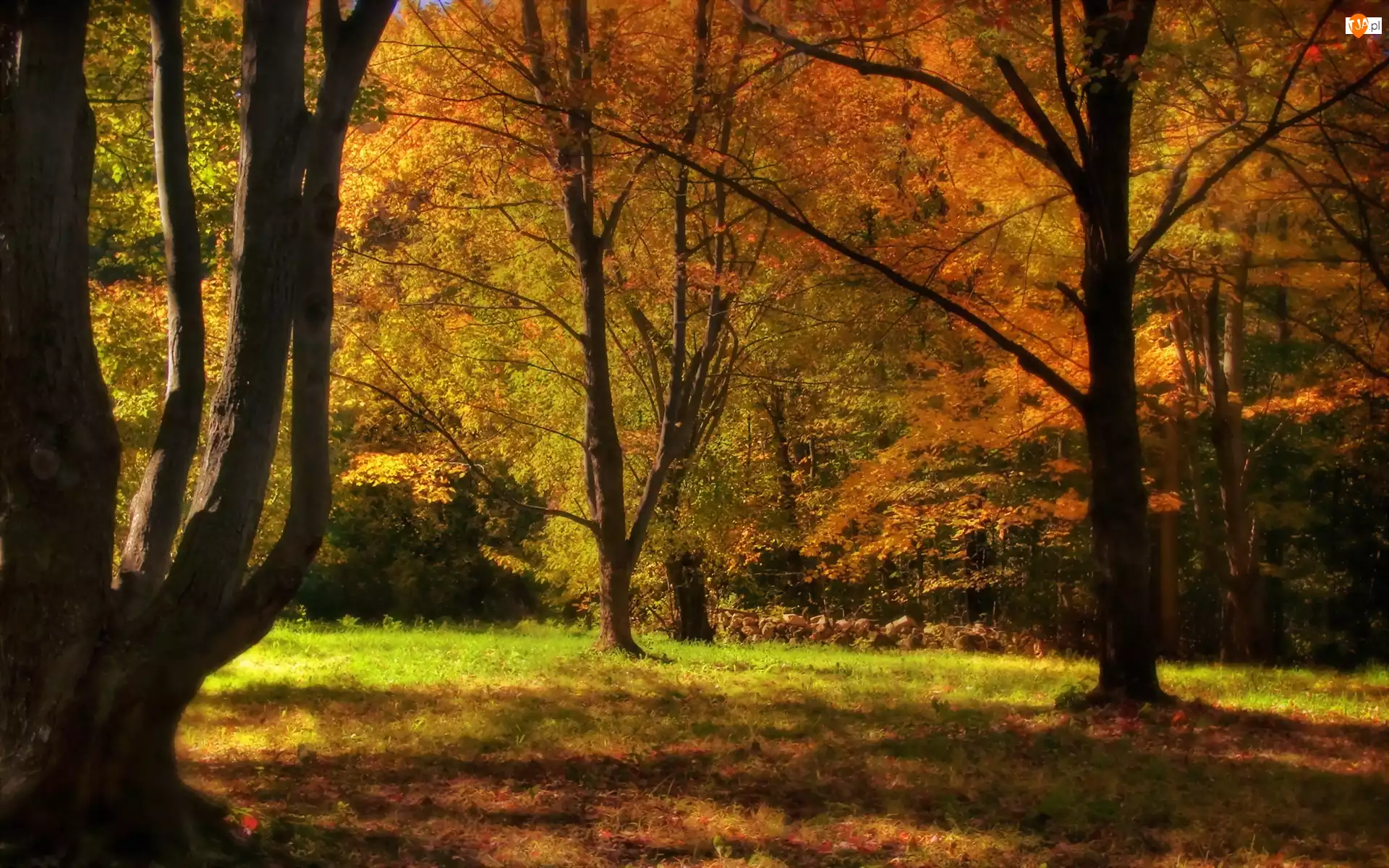 Kolorowe, Drzewa, Barwy, Jesieni