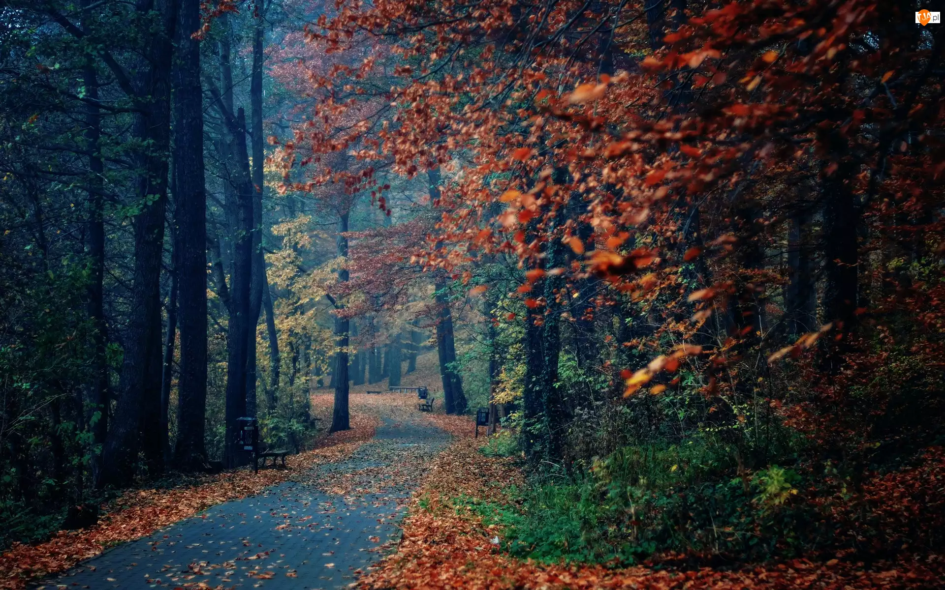 Jesień, Park, Liście, Drzewa, Ławki
