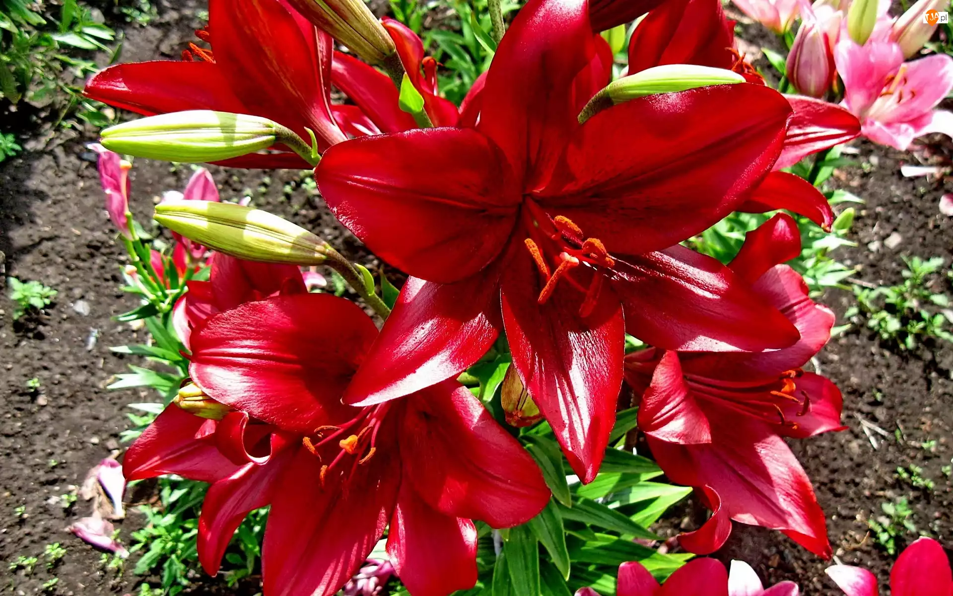 Lilie, Kwiaty, Czerwone