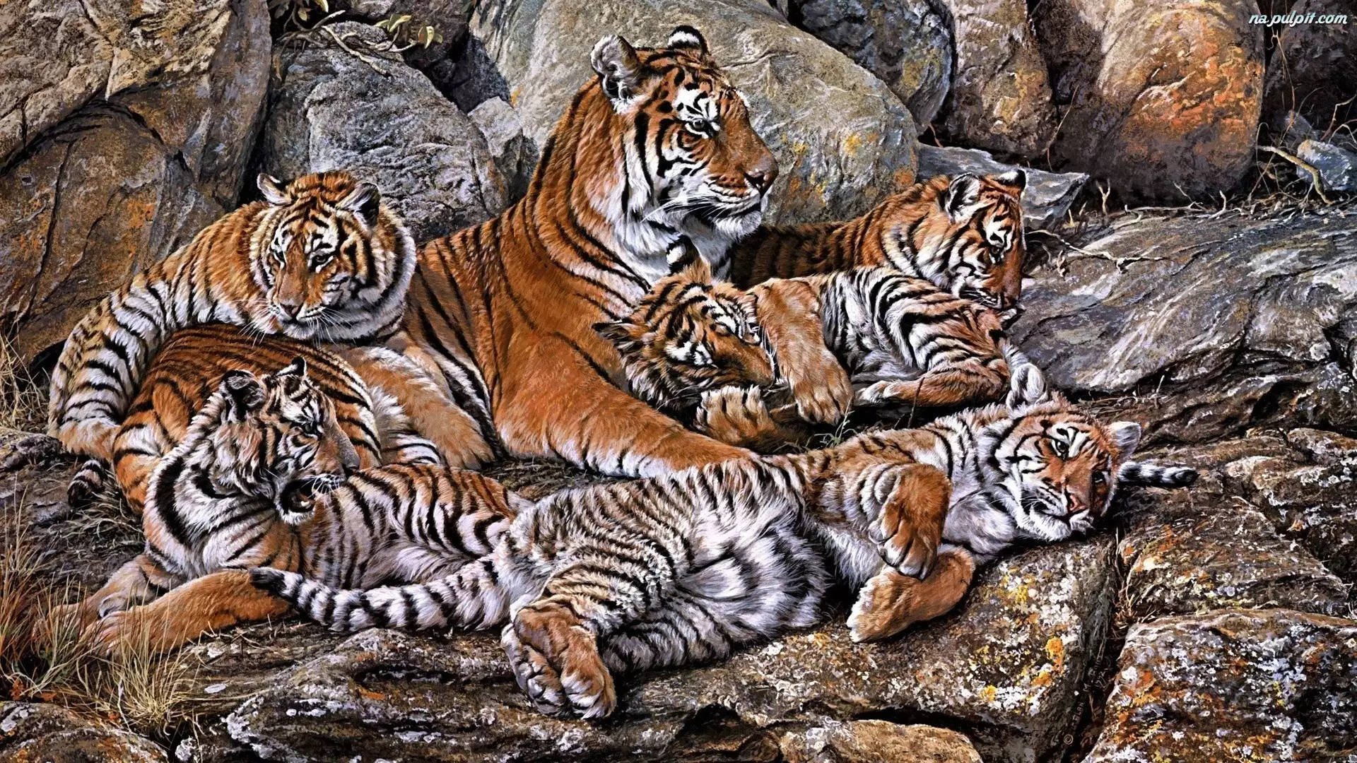 Kamienie, Rodzina, Tygrysów