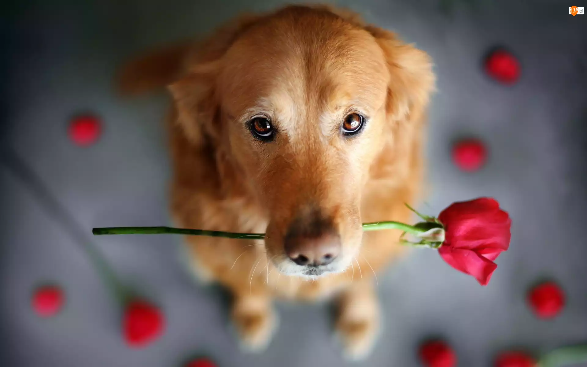 Oczy, Pies, Płatki, Róża, Proszące