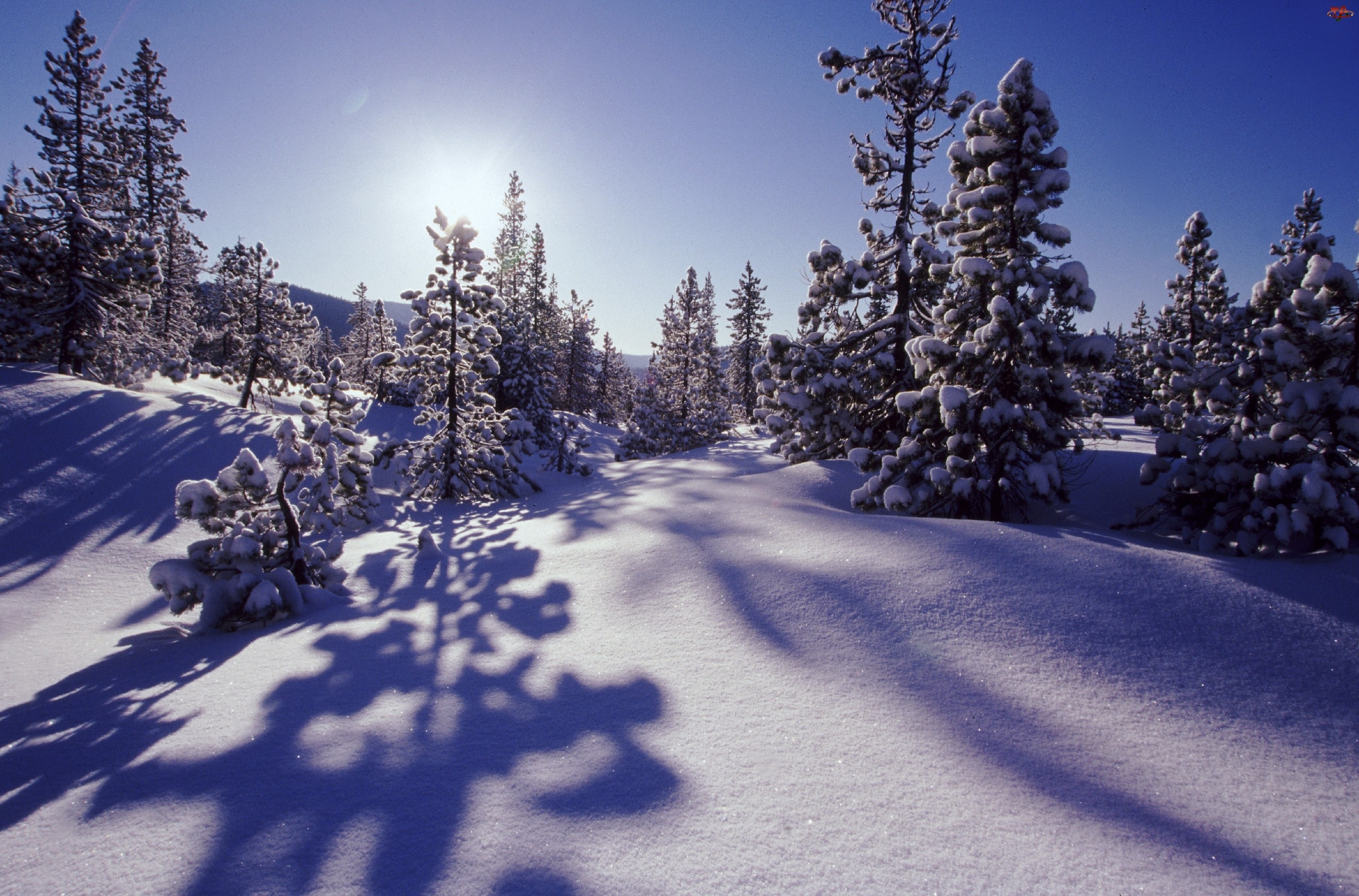Słońca, Drzewka, Śniegiem, Pokryte, Promienie