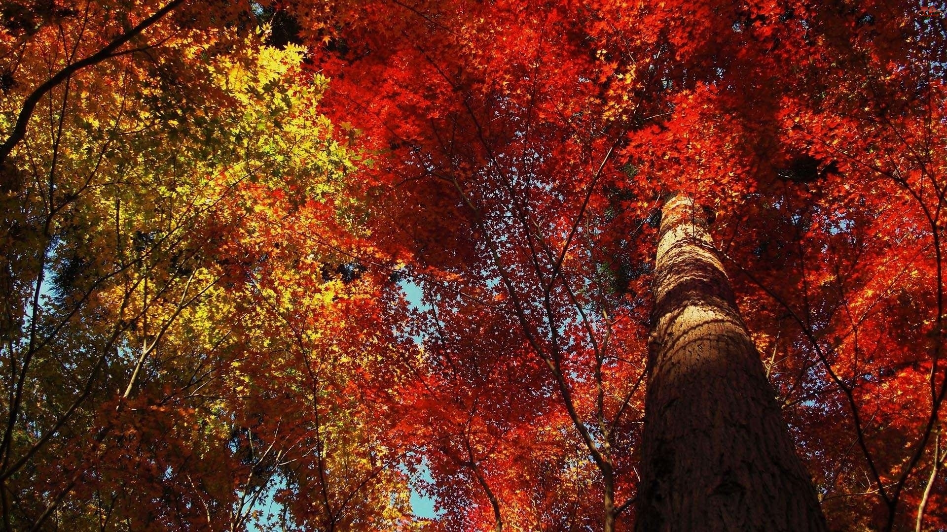 Jesień, Liście, Drzewa, Kolorowe