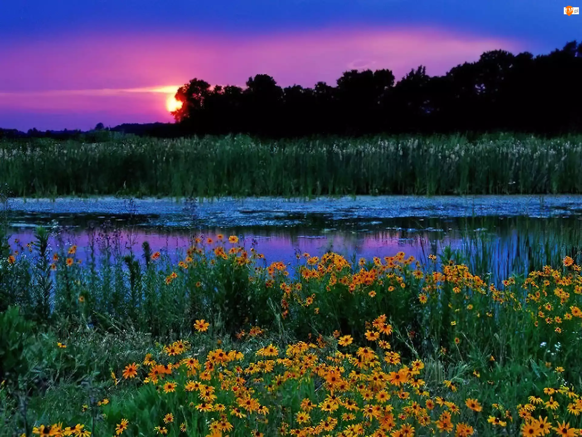 Kwiaty, Zachód Słońca, Jezioro