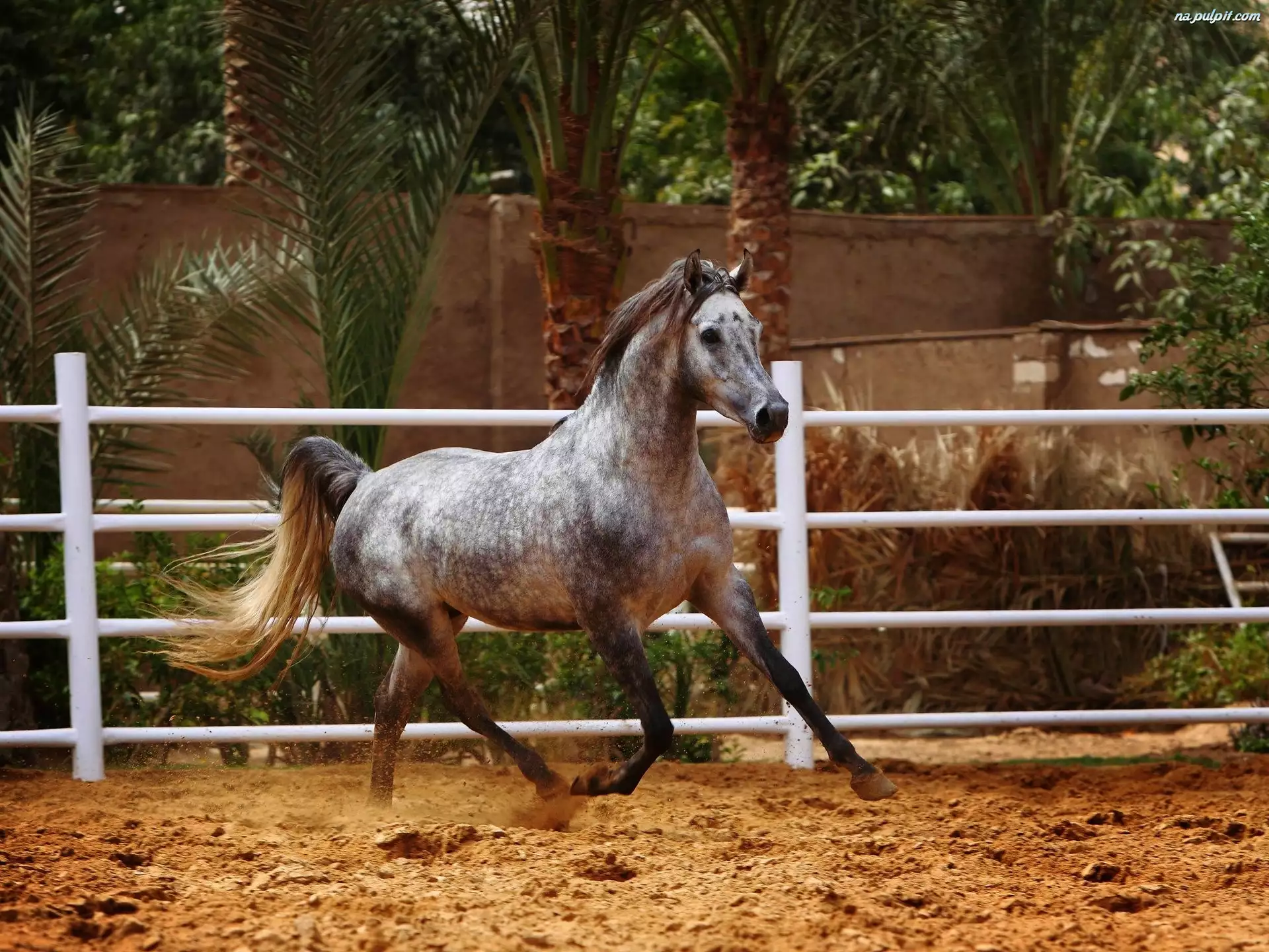 Koń, Palma, Arabski, Ogrodzenie