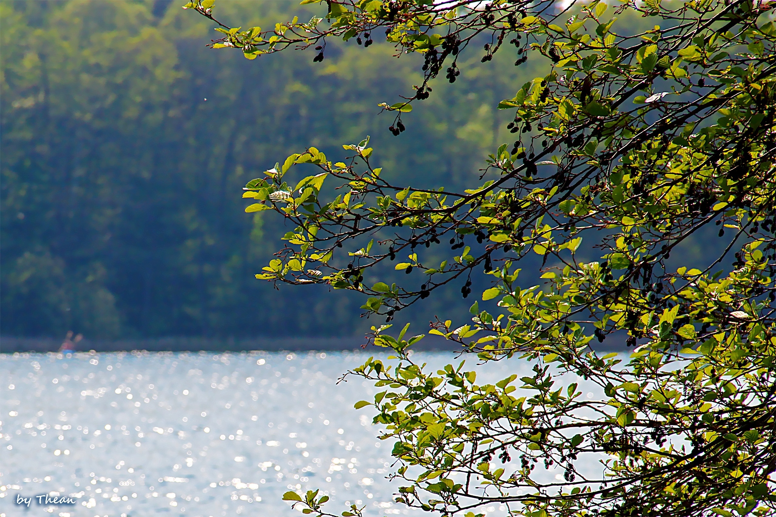 Liście, Jezioro, Drzewo