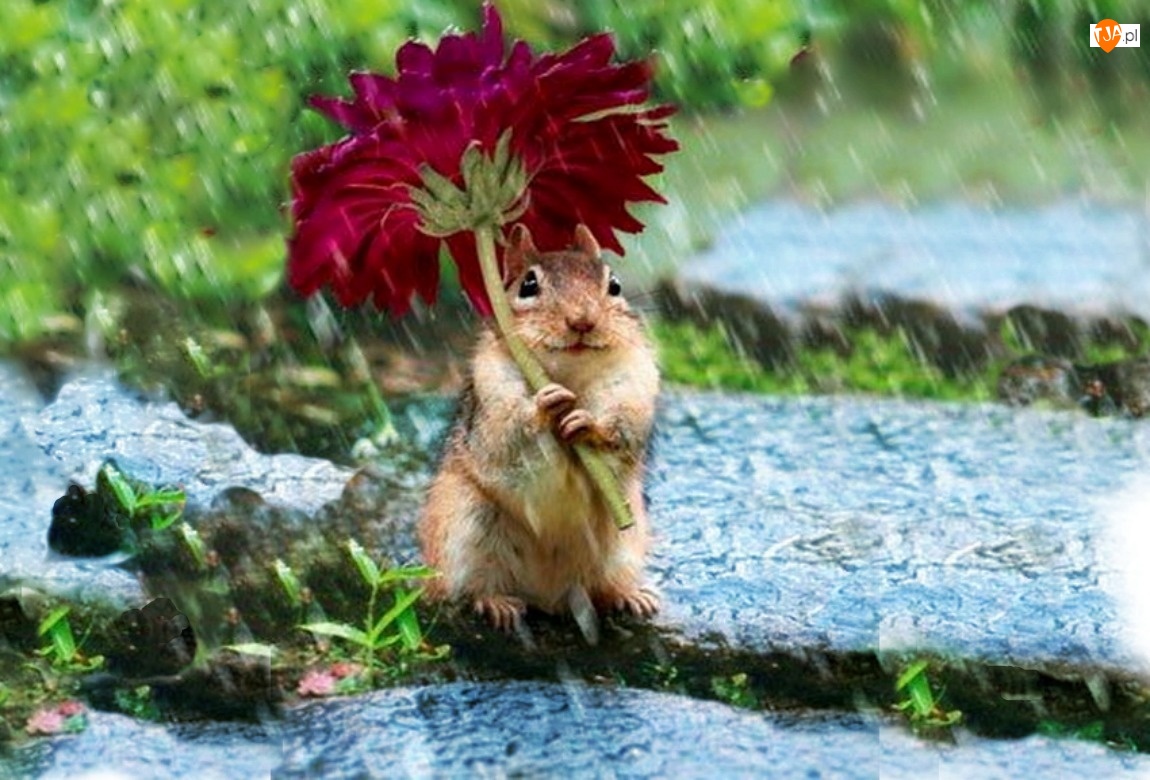 Deszcz, Chipmunk, Kwiatek