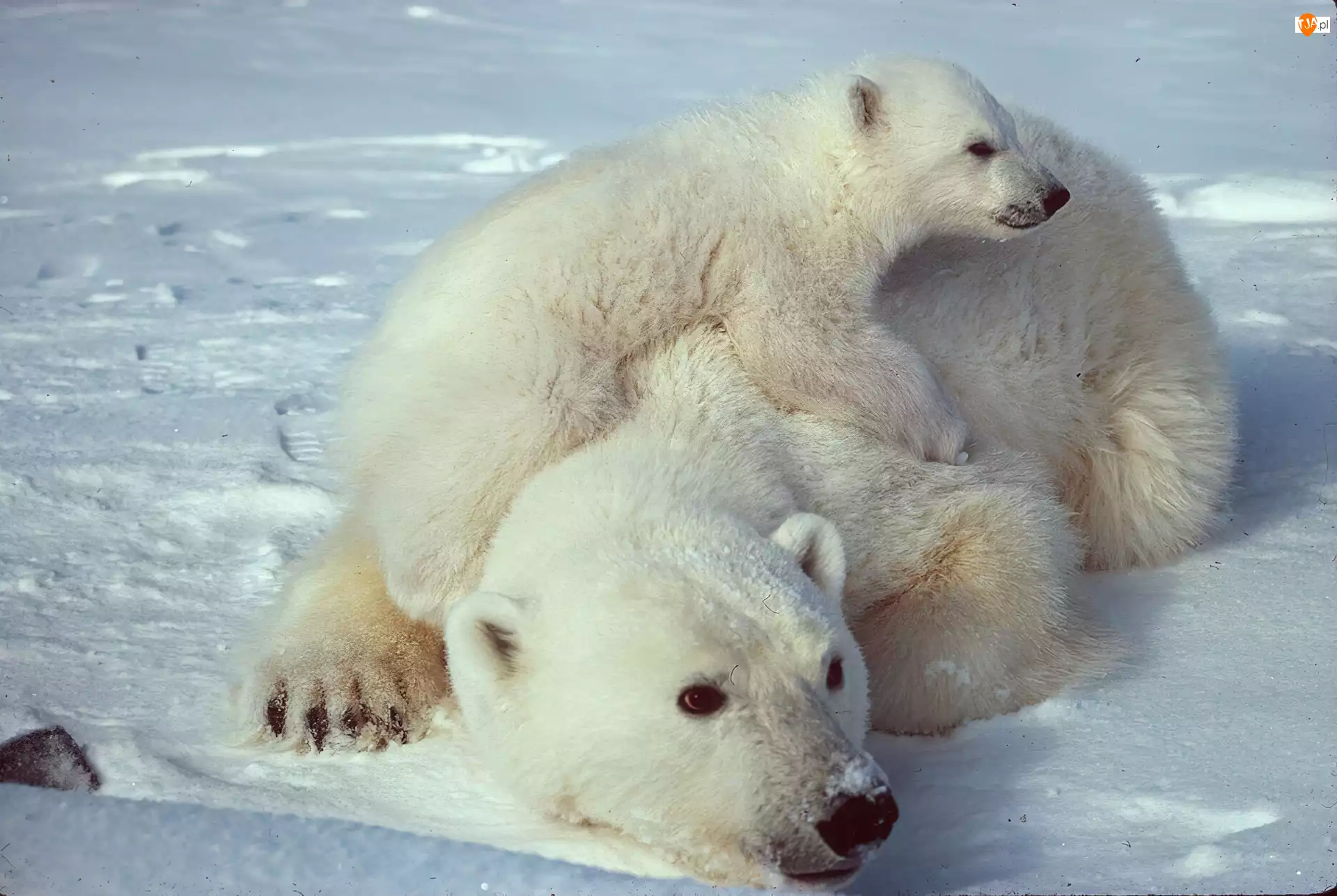 Lód, Niedźwiedź, Mama, Polarny, Mały