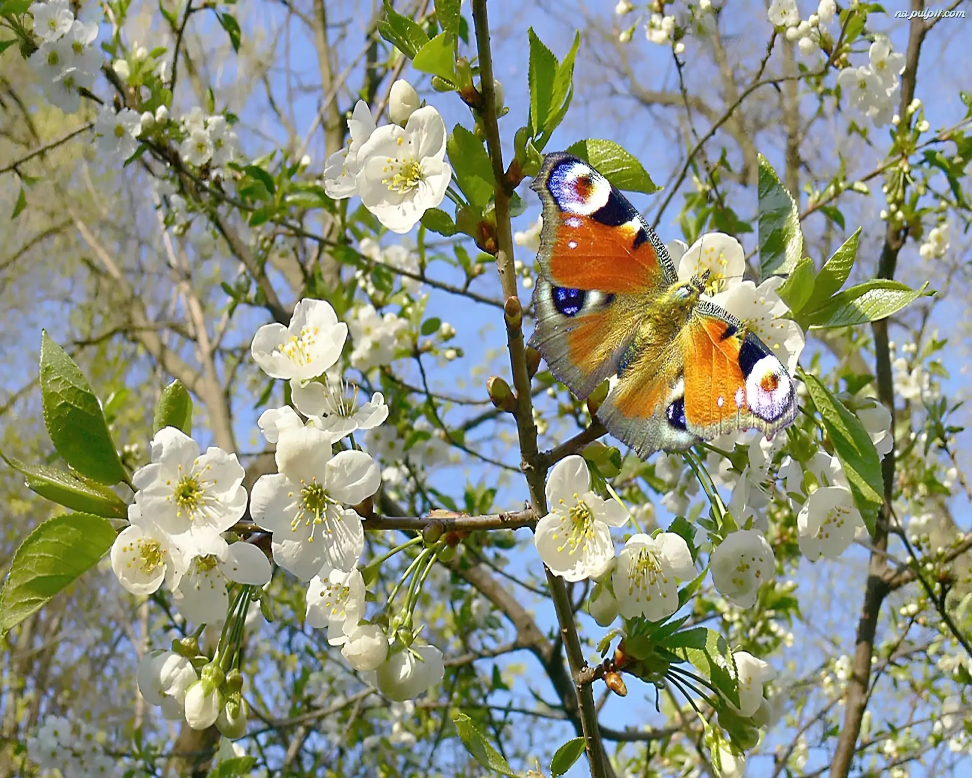 Drzewo, Motyl, Kwitnące