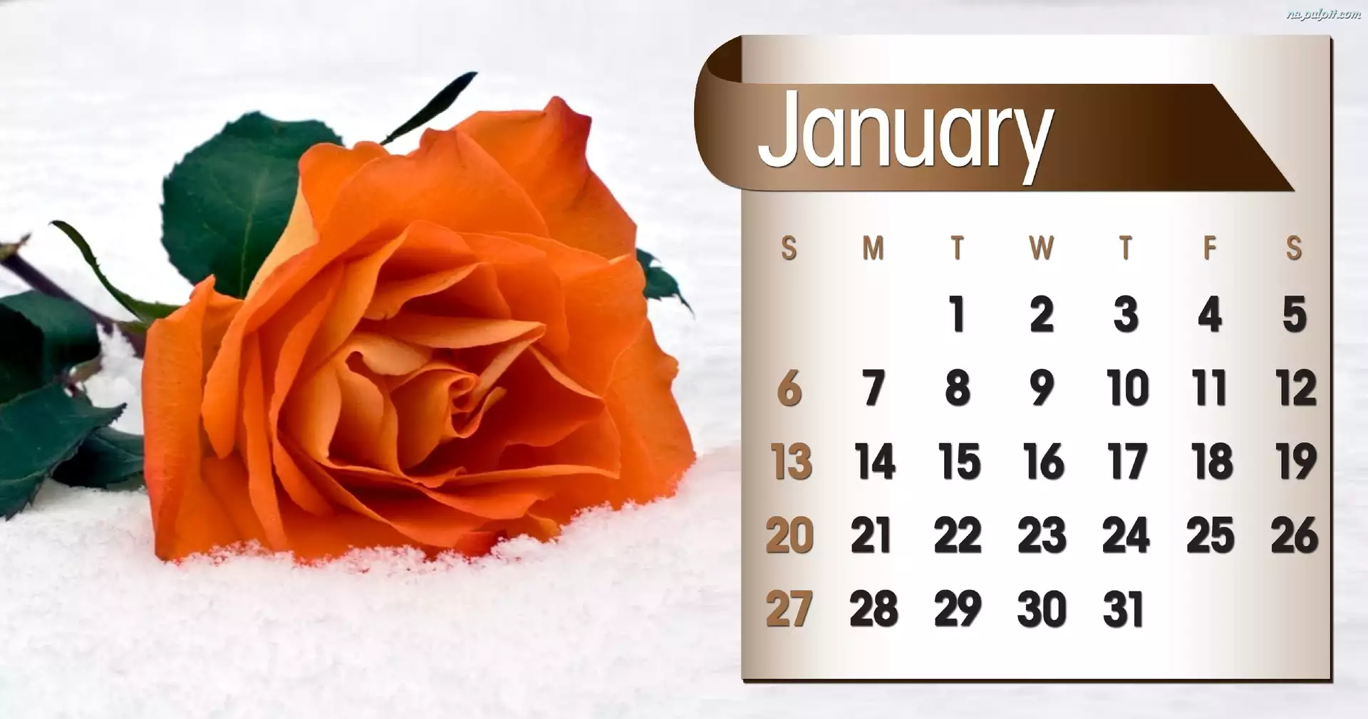 Kalendarz, 2013r, Róża, Styczeń