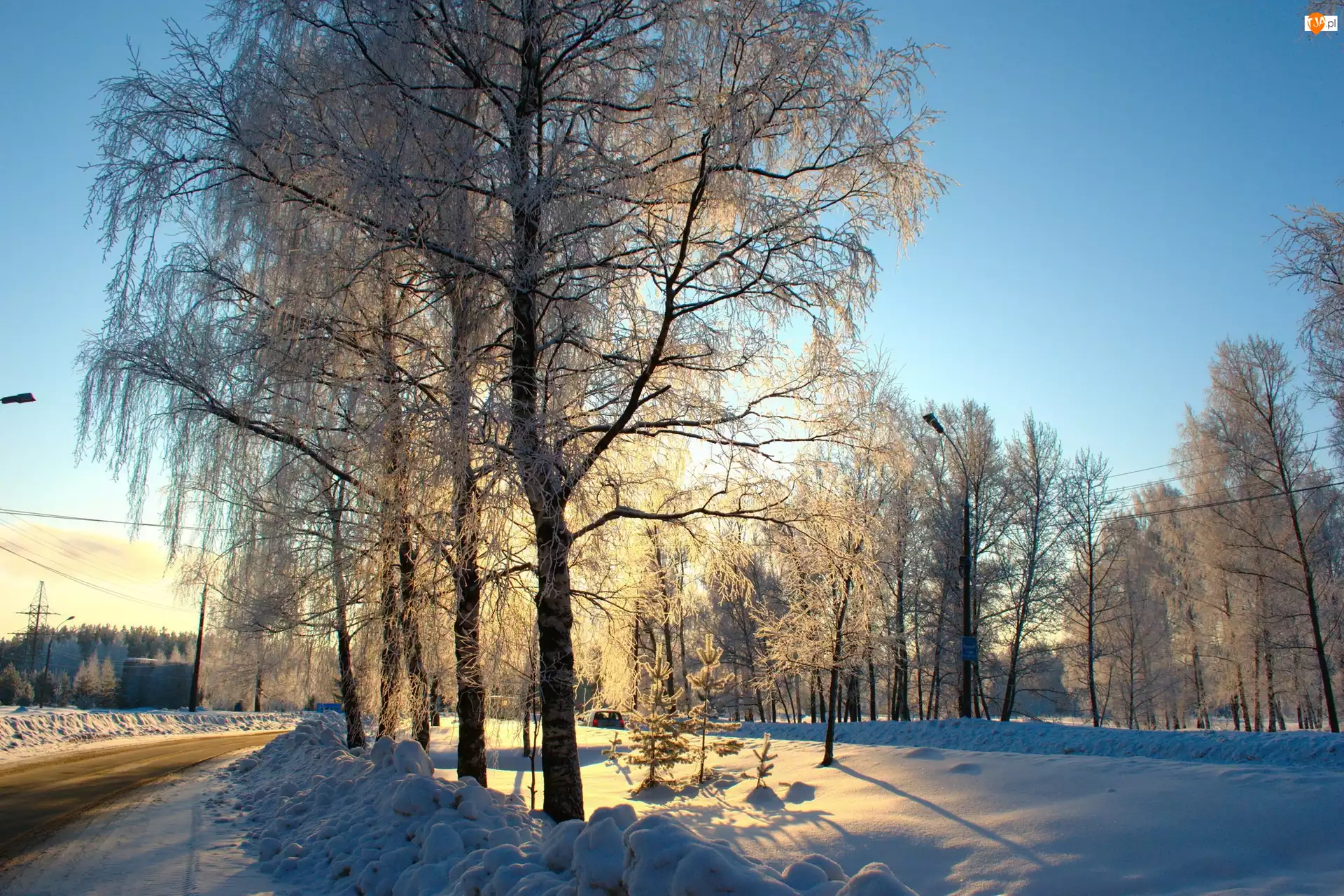 Drzewa, Zima, Droga
