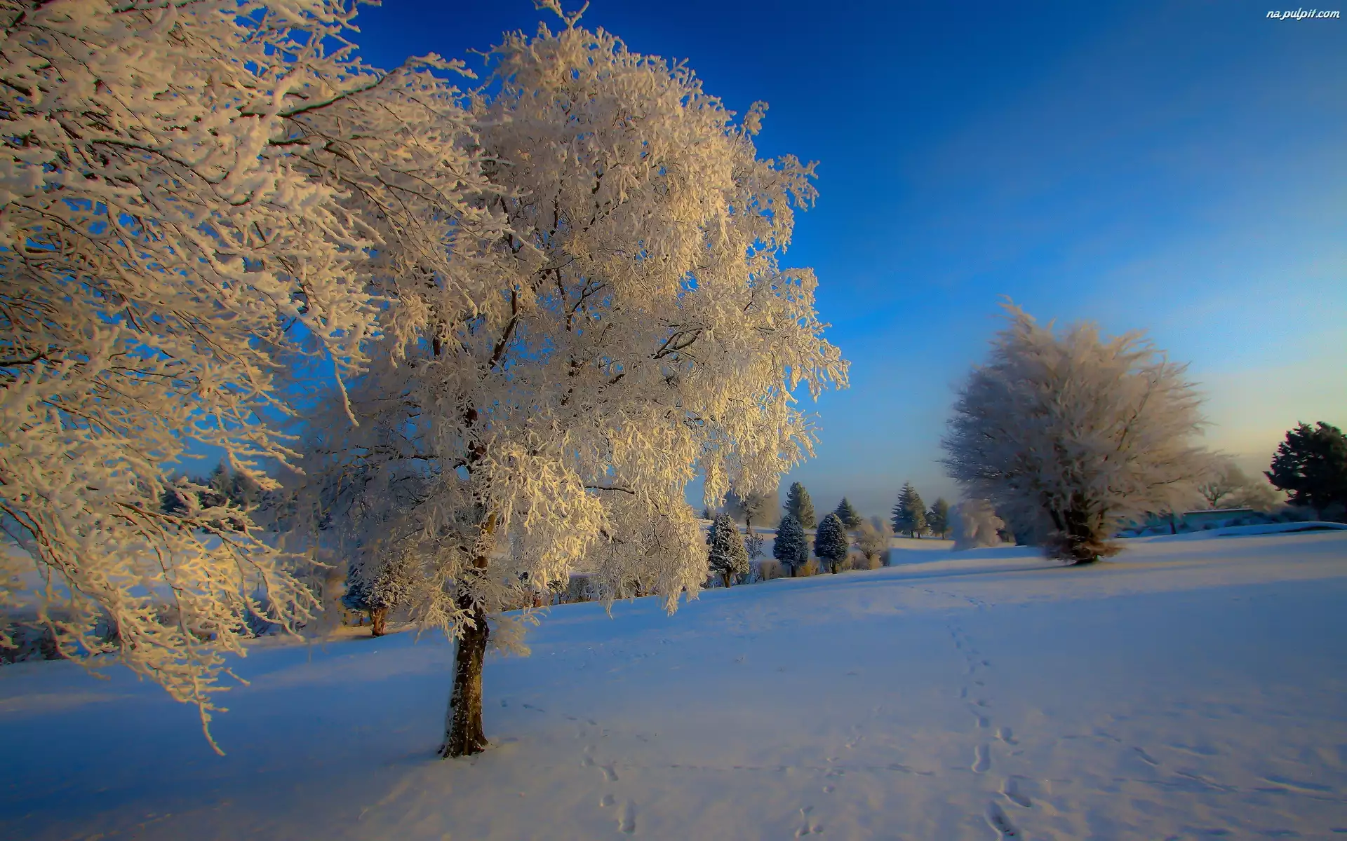Zima, Pola, Drzewa