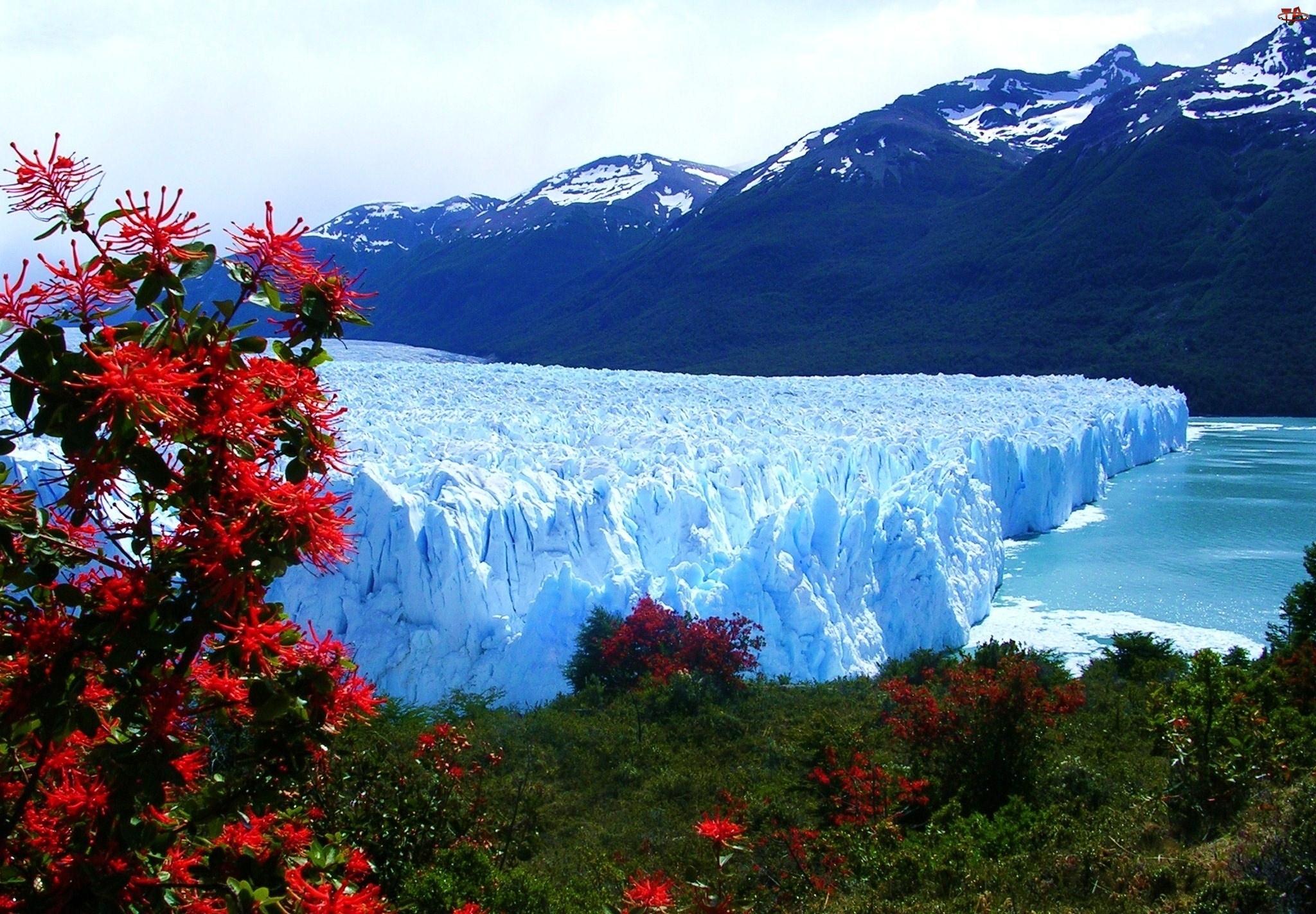 Perito Moreno, Lodowiec, Drzewa, Argentyna, Góry, Park Narodowy Los Glaciares