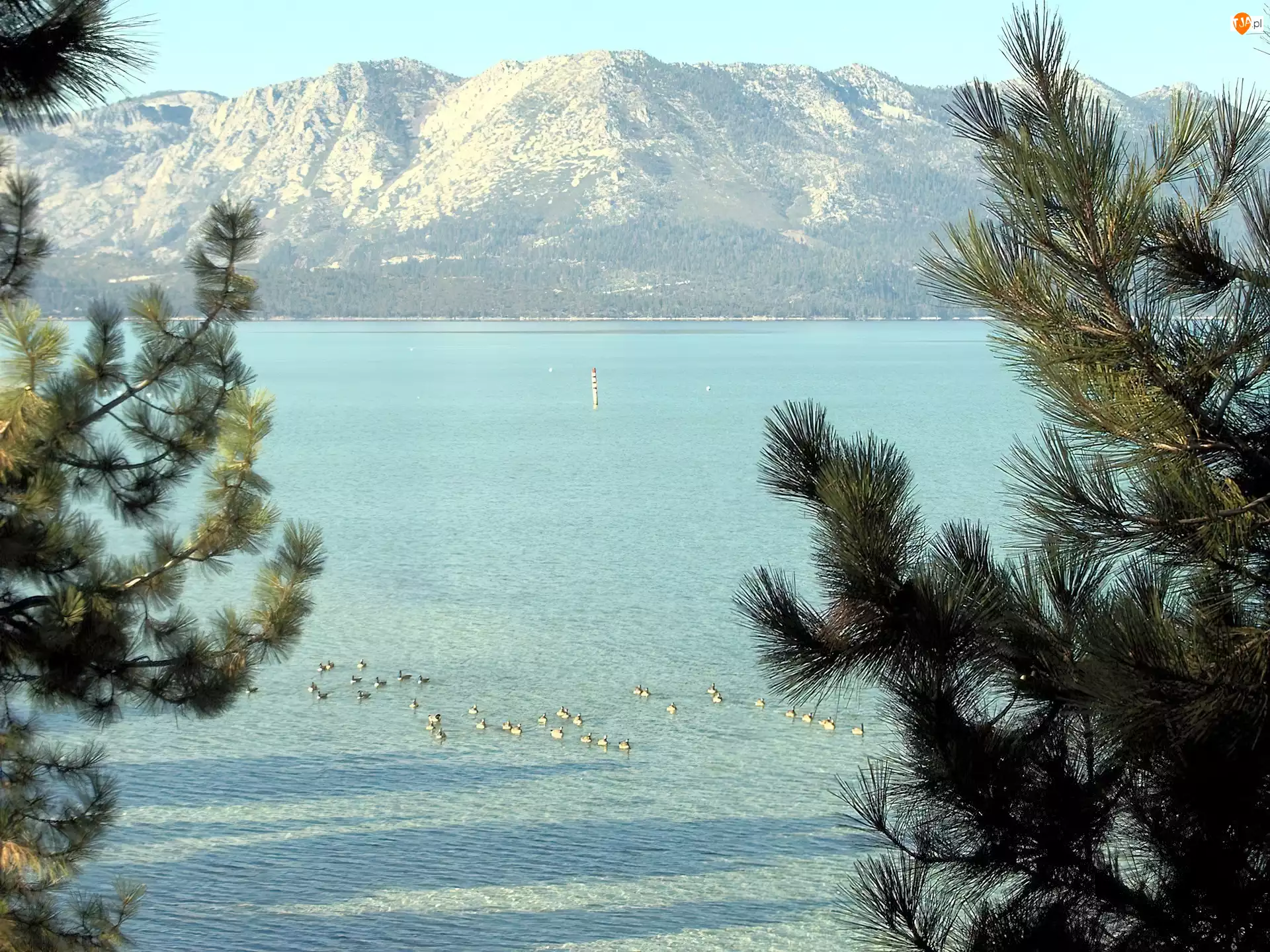 Kalifornia, Jezioro, Gałązki, Góry, Tahoe