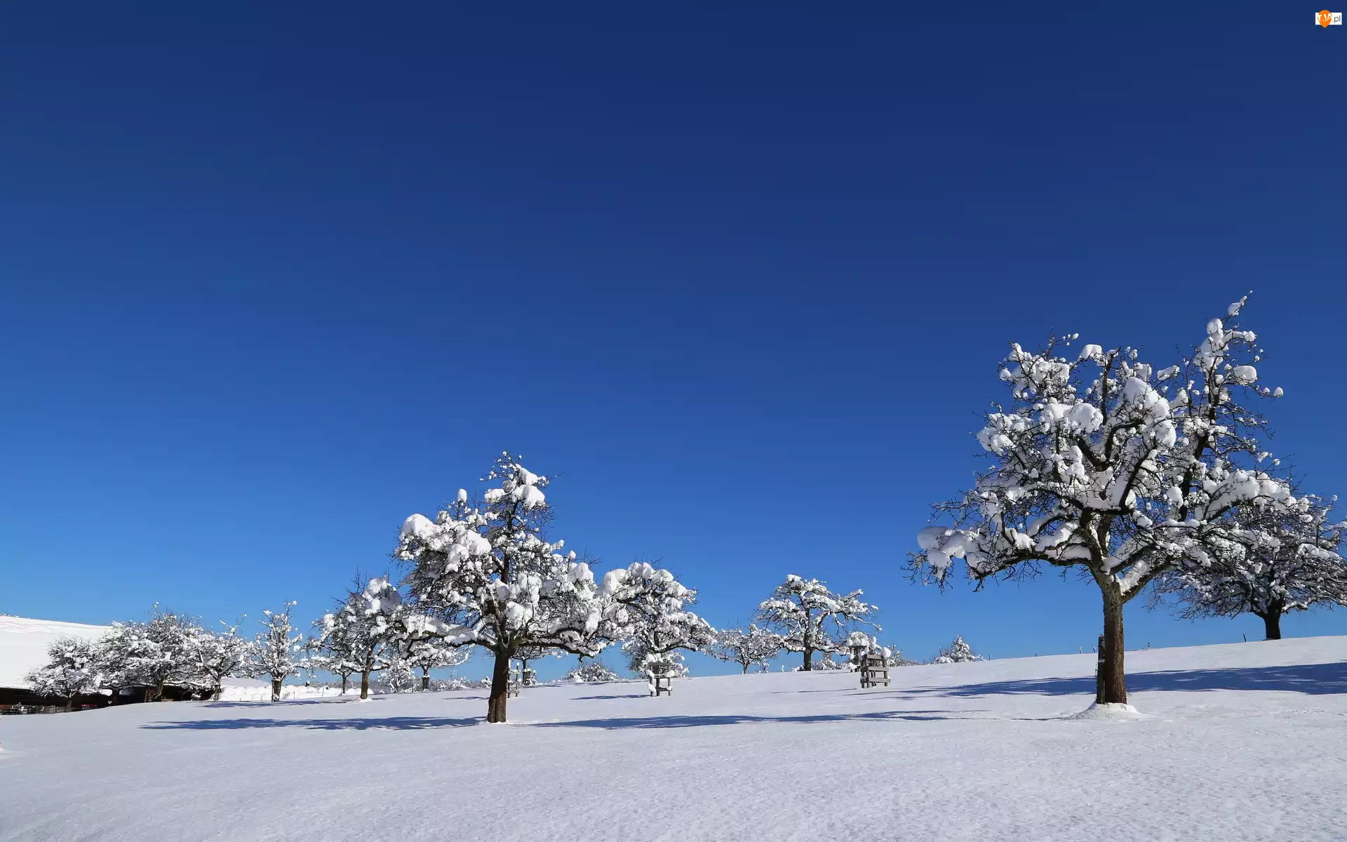 Śnieg, Niebo, Drzewa