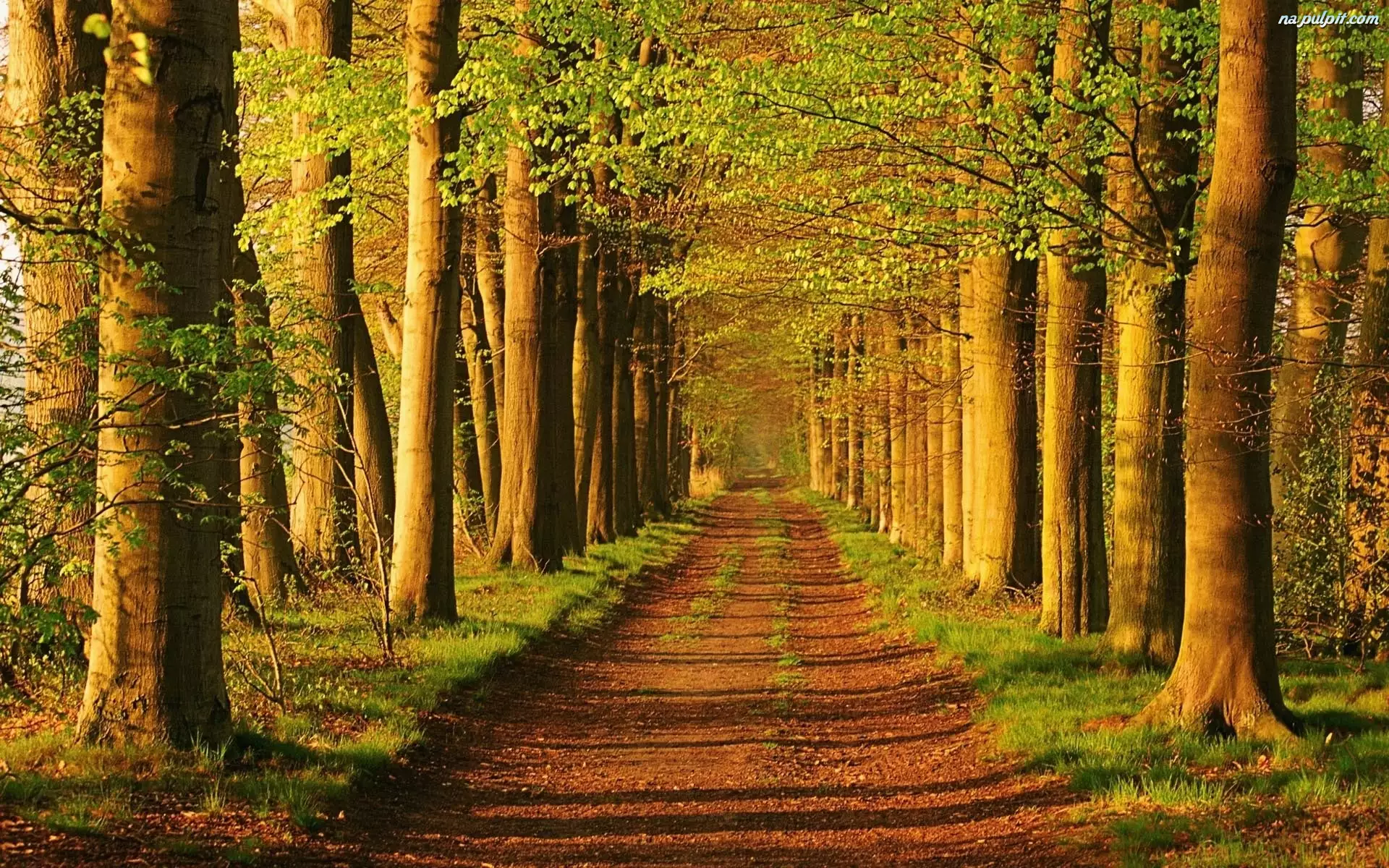 Drzewa, Las, Ścieżka
