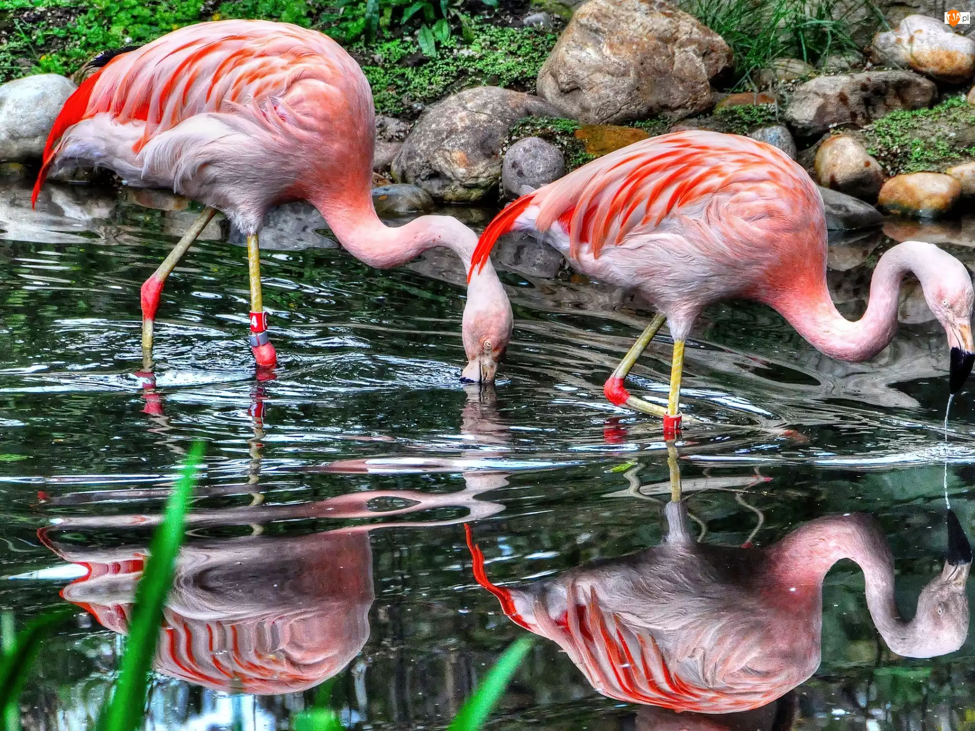 Woda, Piękne, Flamingi