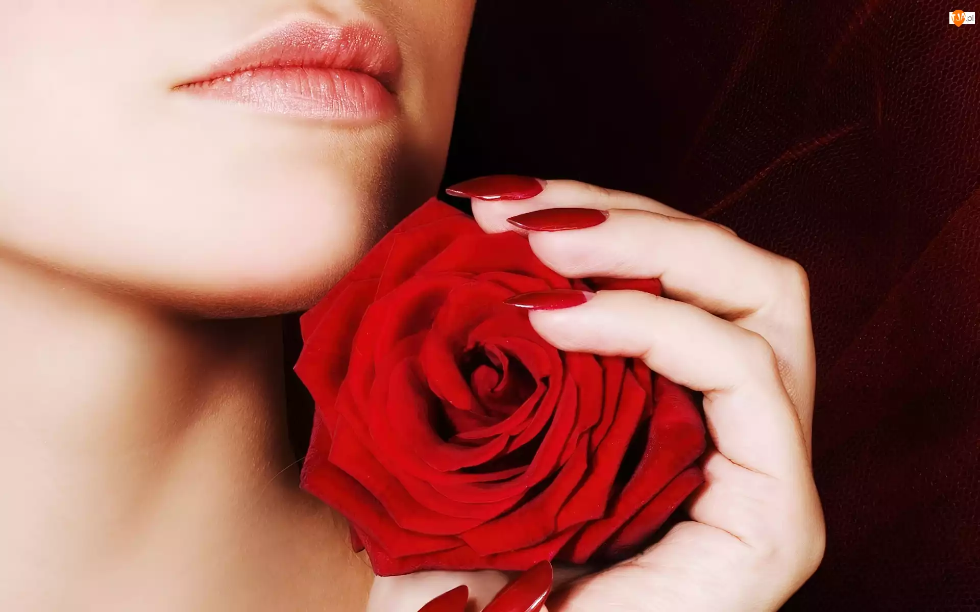 Dłoń, Kobieta, Czerwona, Róża