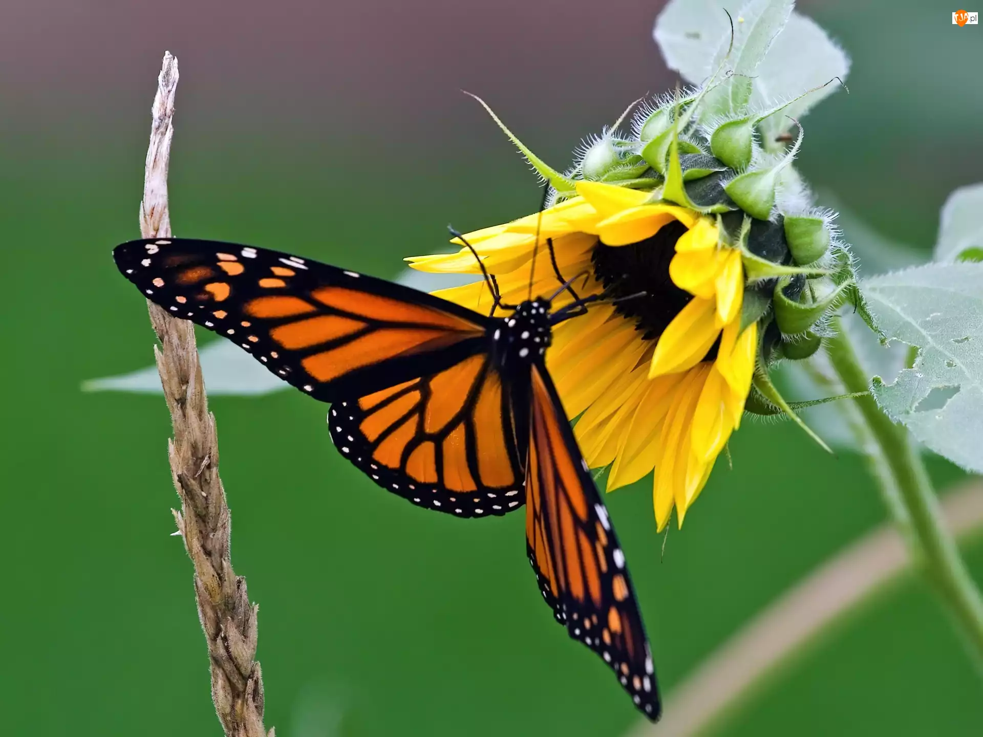 Słonecznik, Monarcha, Motyl