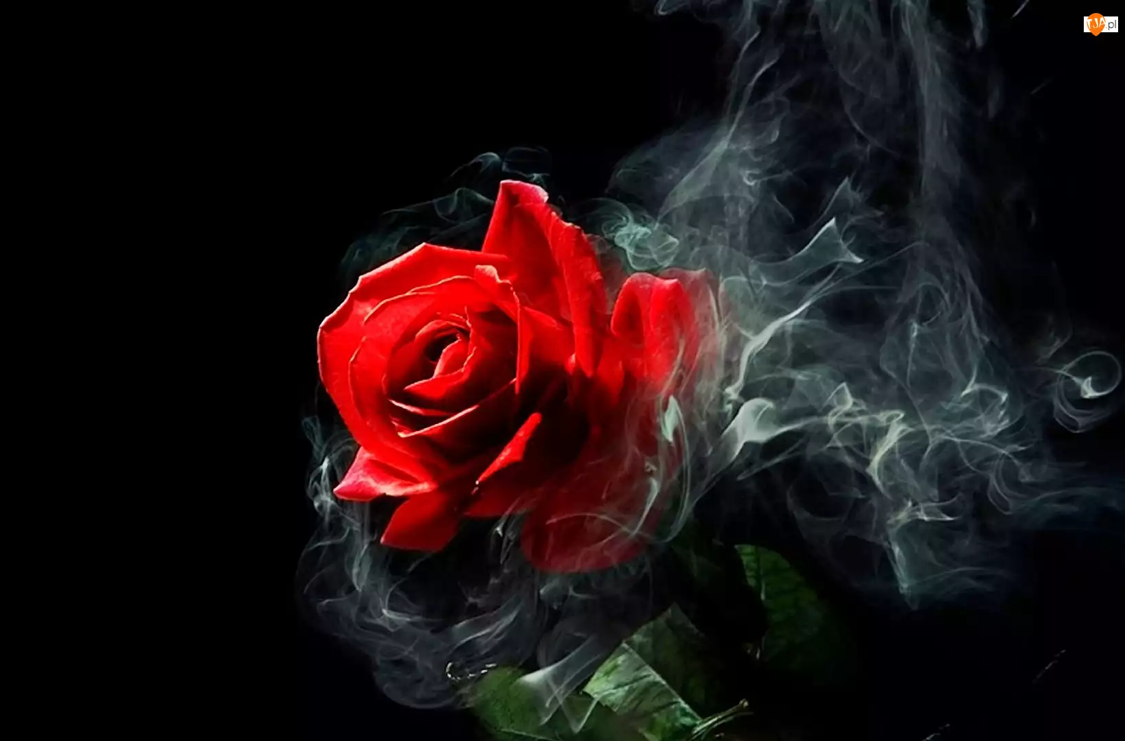 Dymek, Czerwona, Róża