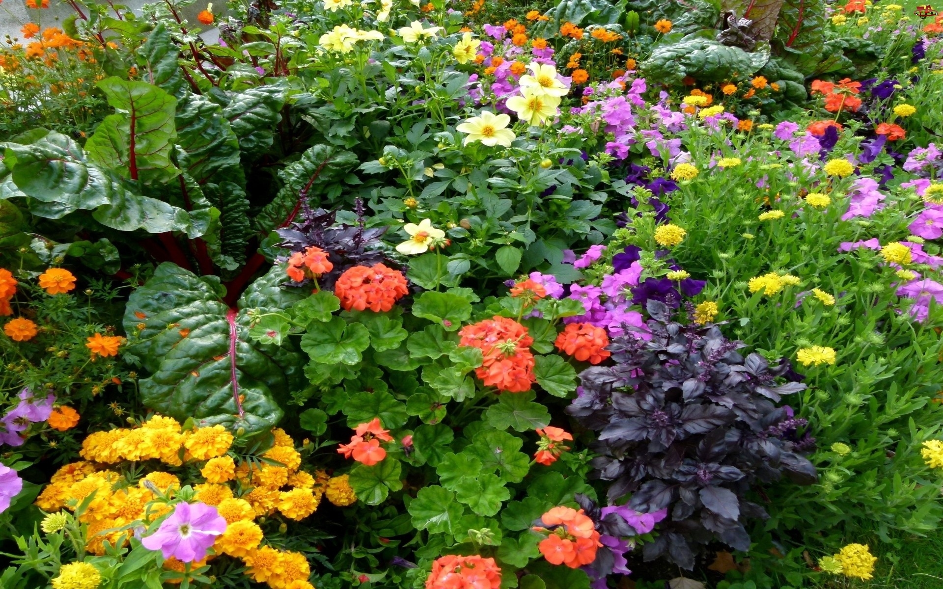 Ogród, Kwiaty