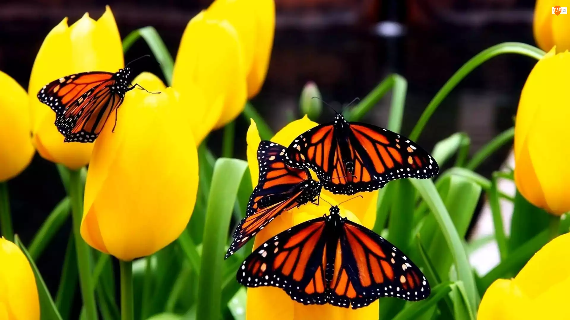 Motyle, Żółte, Tulipany