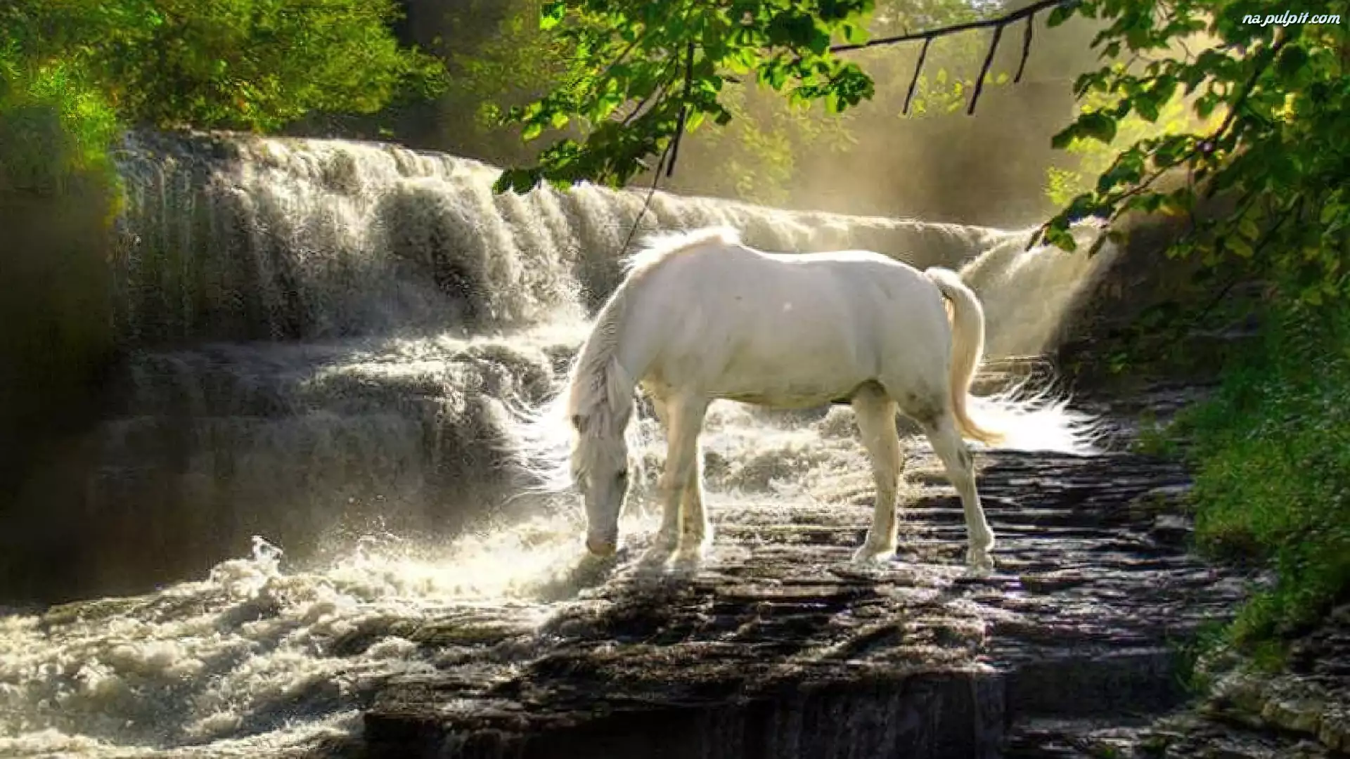 Pragnienie, Koń, Wodospad, Biały, Las