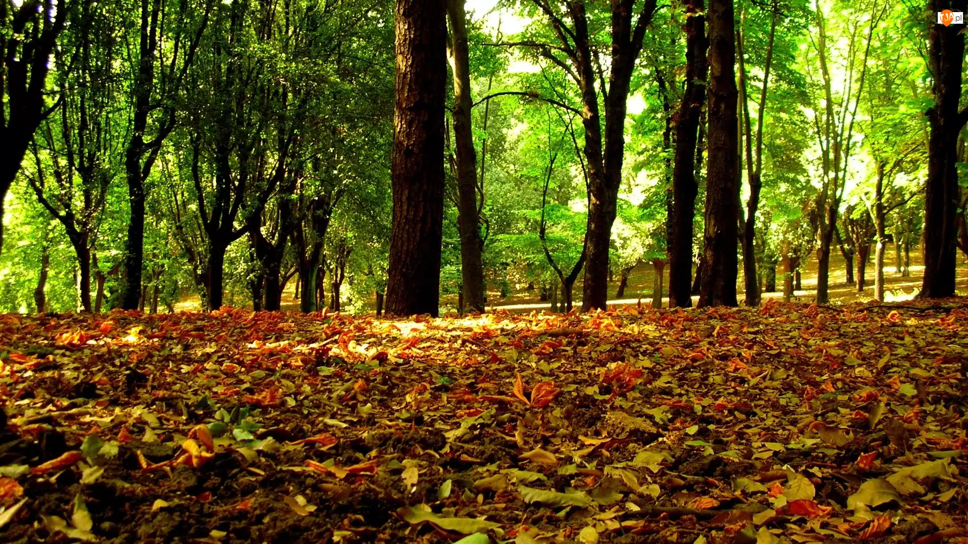 Jesieni, Drzewa, Kolorowe, Park, liście, Zielone