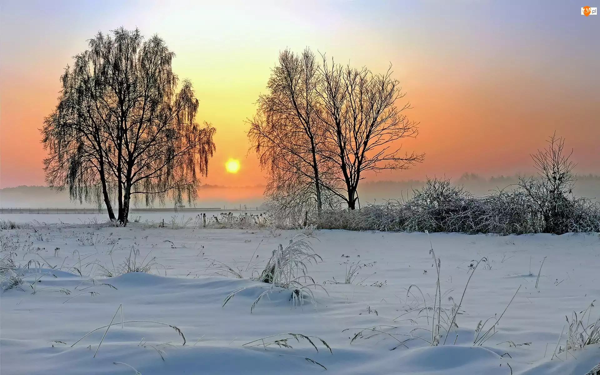 Zima, Dwa, Zachod, Drzewa, Słońca