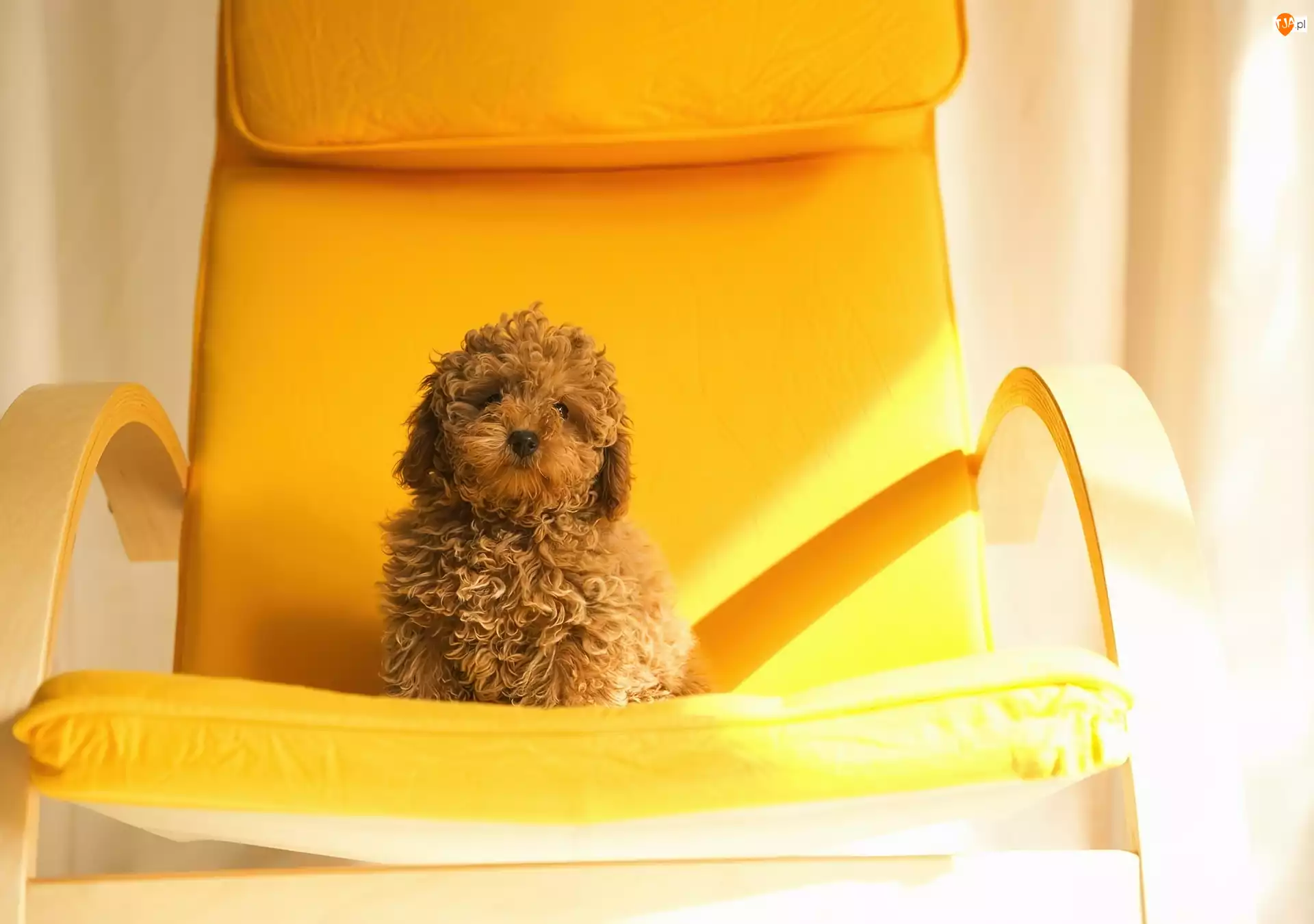 Fotel, Pies, Żółty