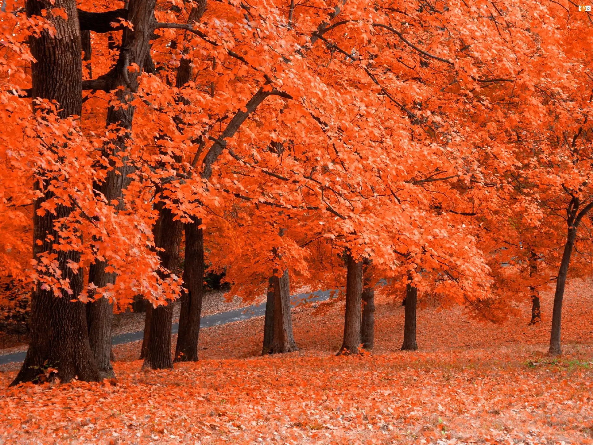 Pomarańczowe, Jesień, Drzewa, Liście
