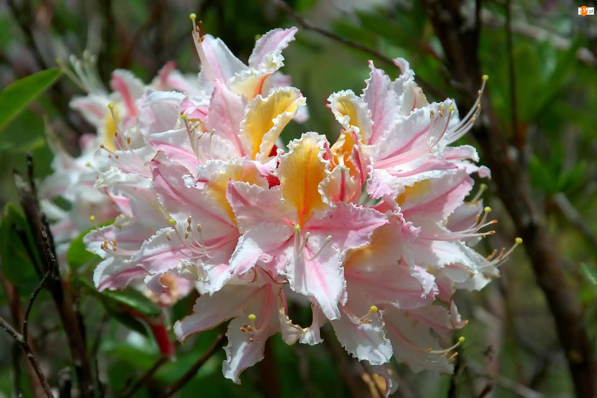 Różanecznik, Occidentale, Zachodni, Rhododendron