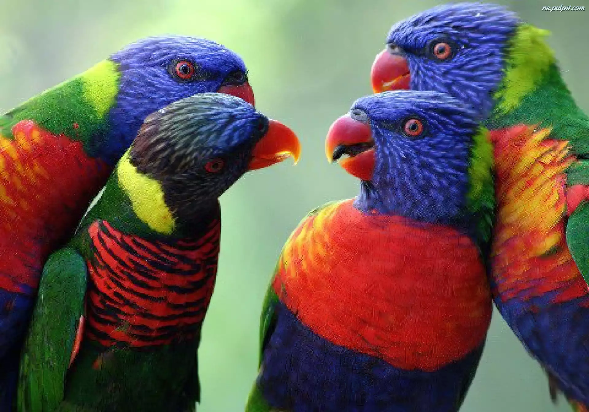 Papugi, Cztery, Kolorowe