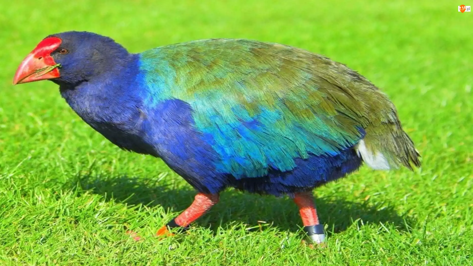 Ptaki, Takahe