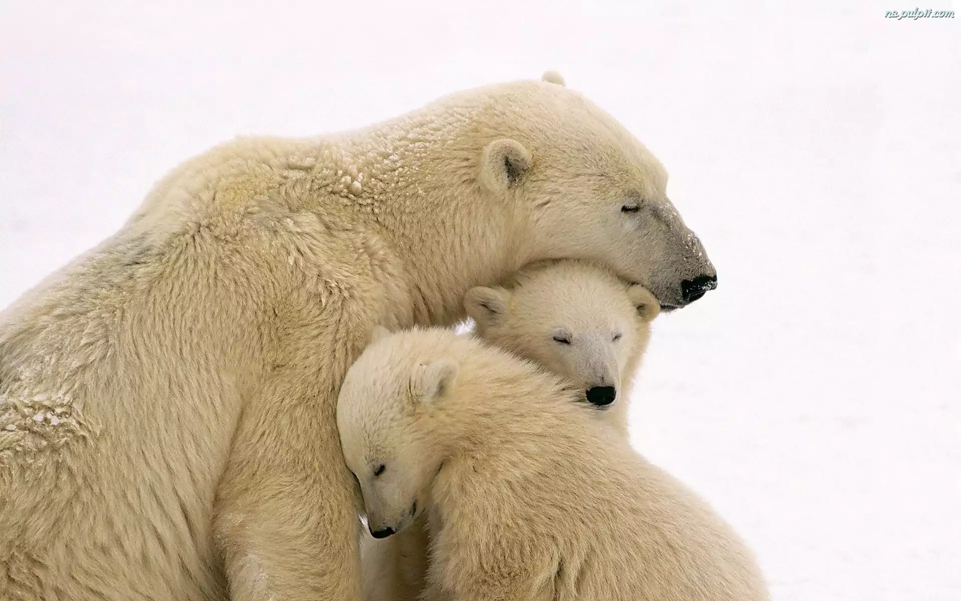 Niedźwiedzie, Młode, Polarne, Mama