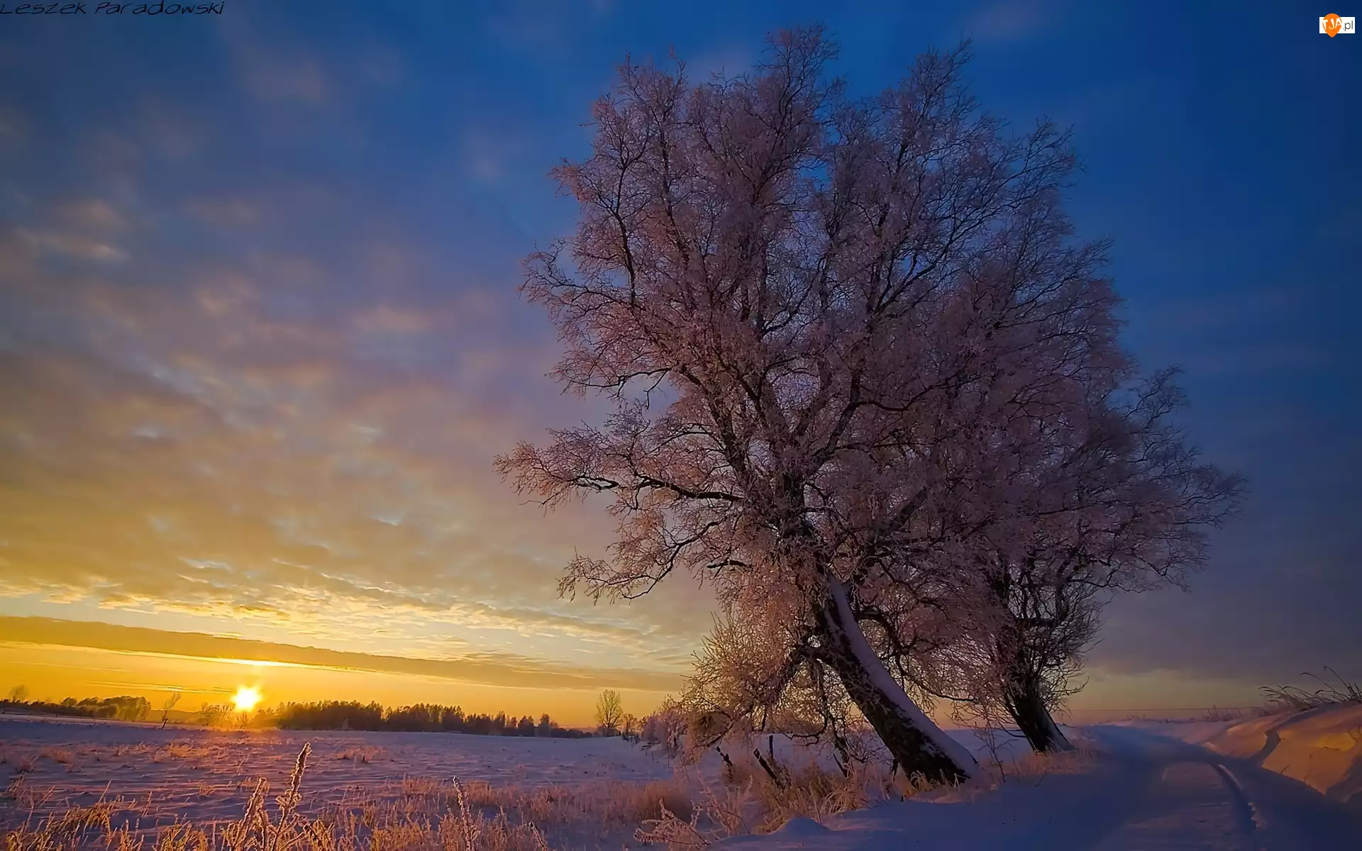 Zachód Słońca, Zima, Drzewo