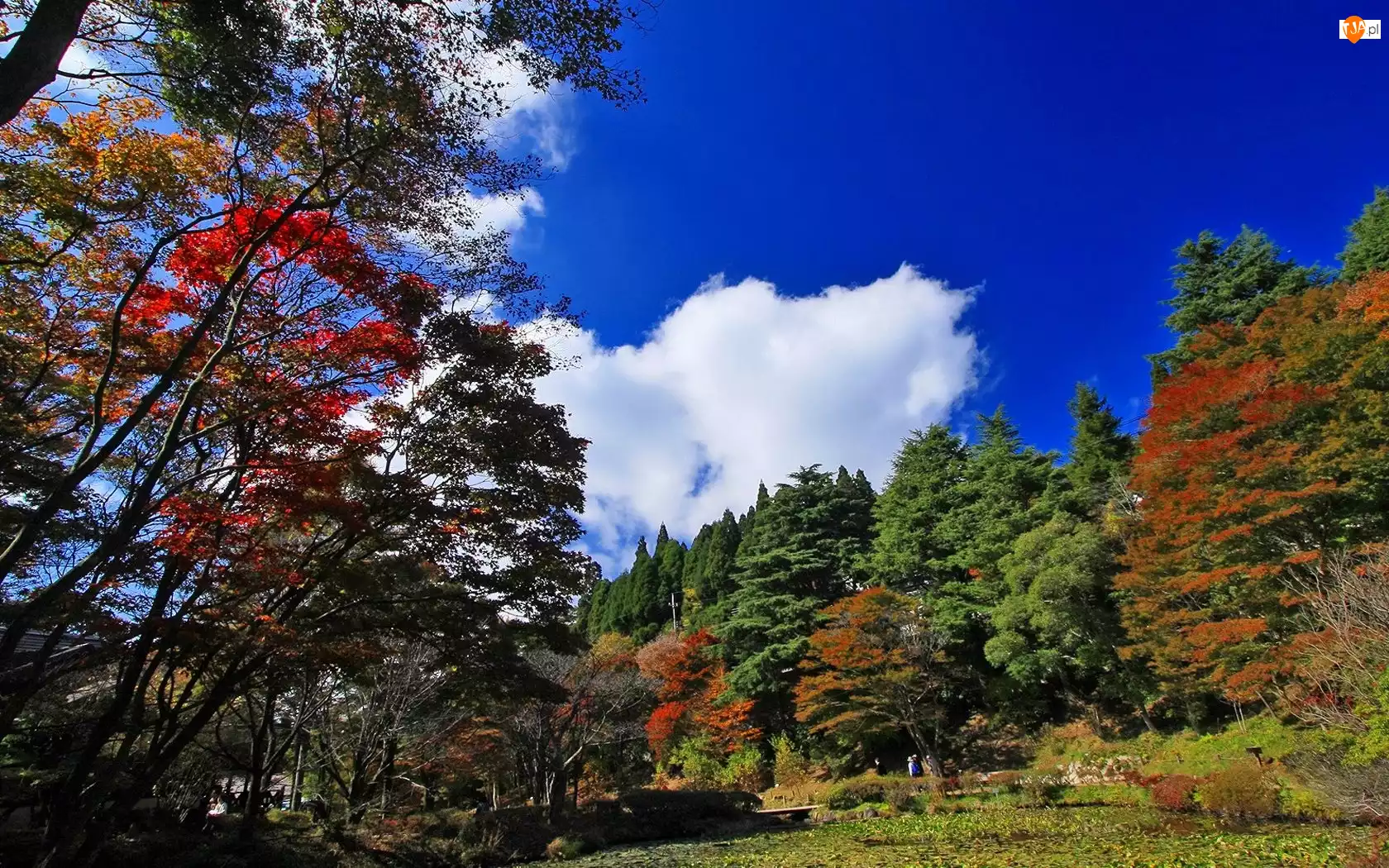 Jesień, Park, Drzewa, Kolorowe, Chmury